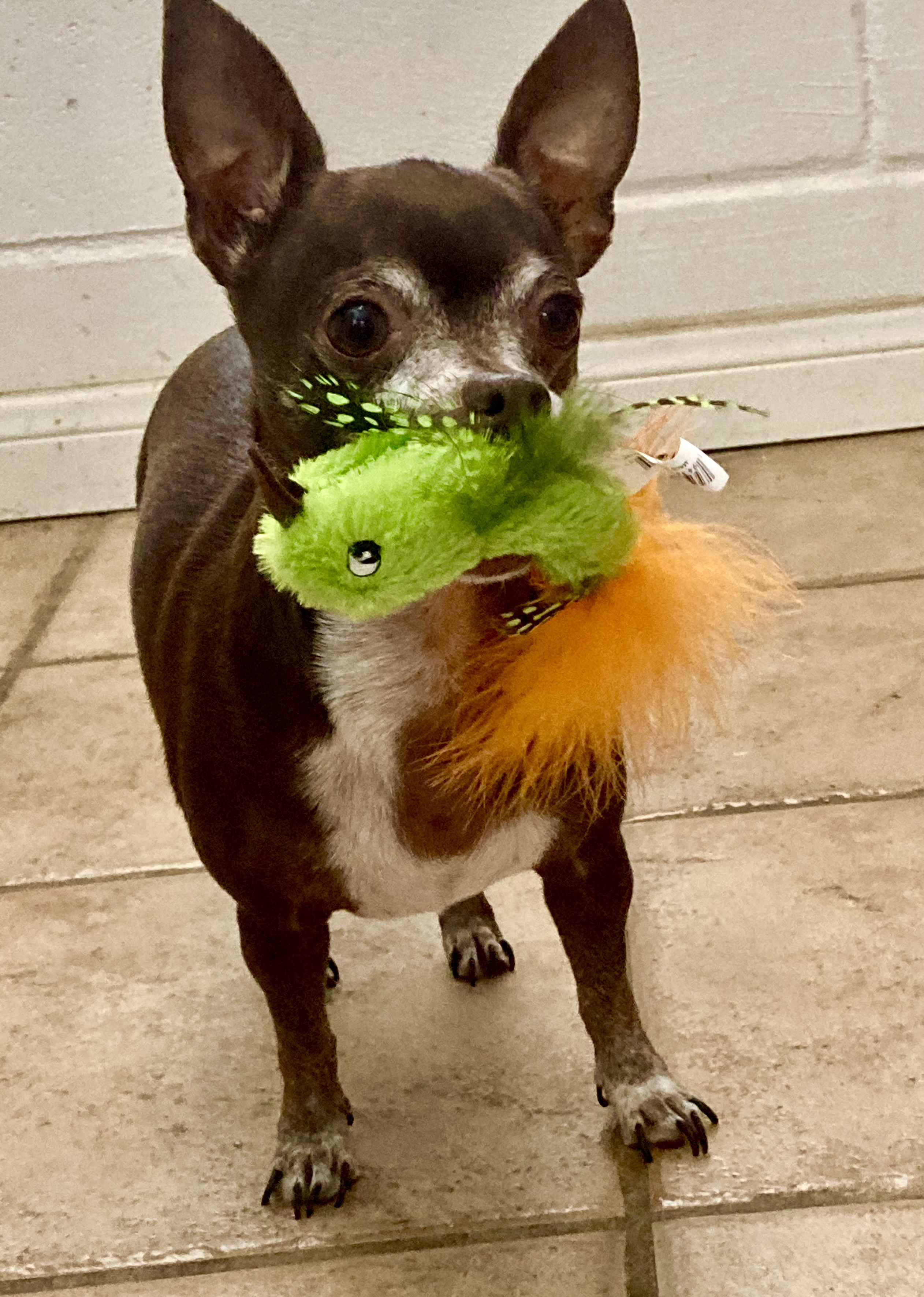 Trail dog 2