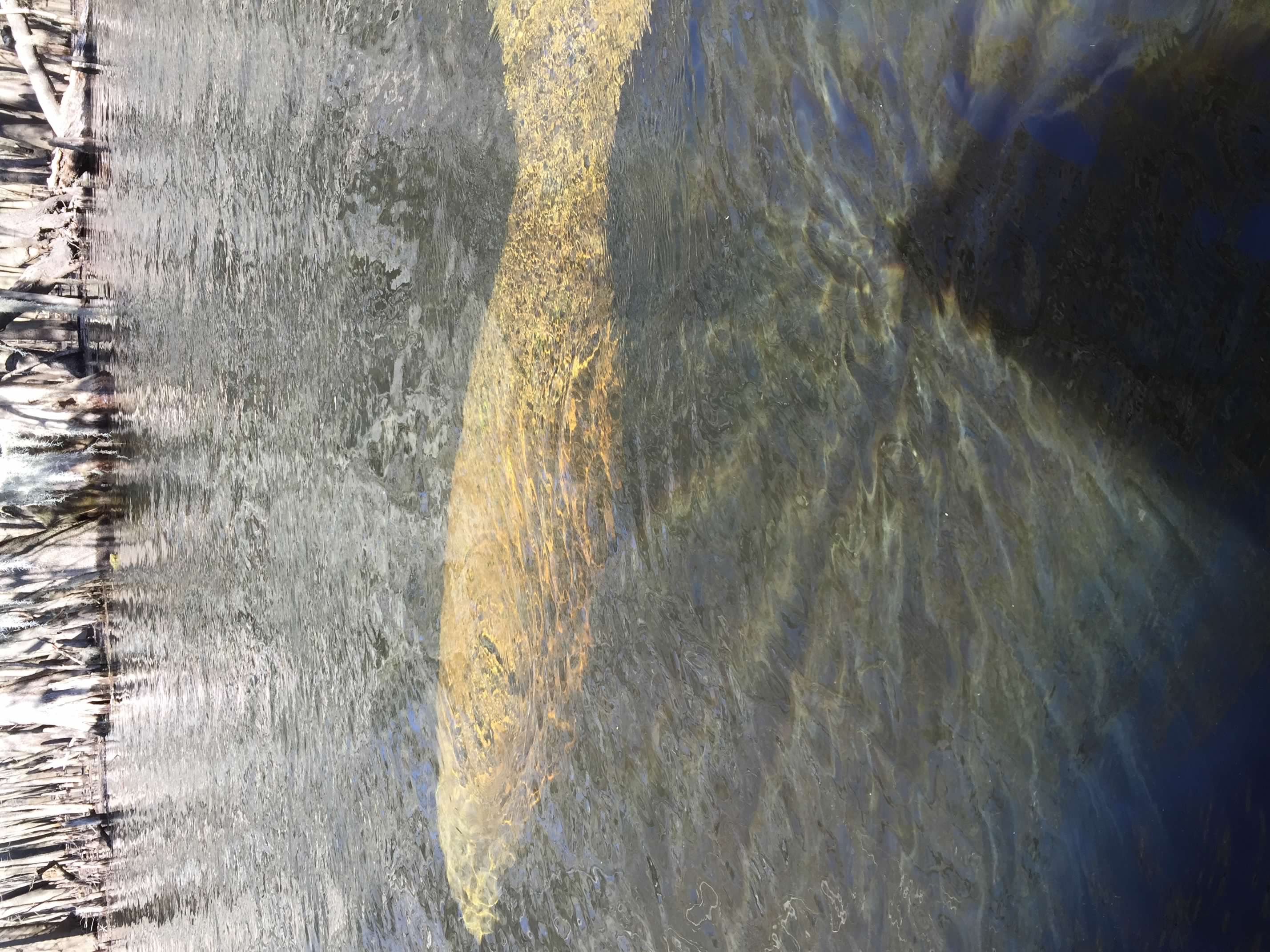 A manatee passing through the spring — closer than this photo makes it look