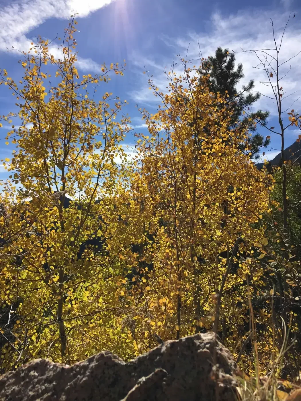 October fall colors on Barr Trail, looking up through the ponderosa forest toward the upper mountain