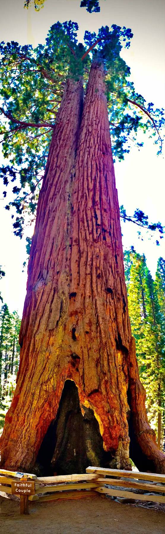 The Faithful Couple — two giant sequoias fused at the base, growing together for thousands of years. Looking straight up.