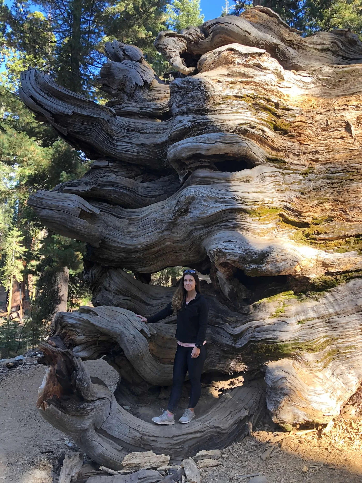 Polly in the roots of a giant sequoia, Mariposa Grove — the tree is roughly 2,000 years old.