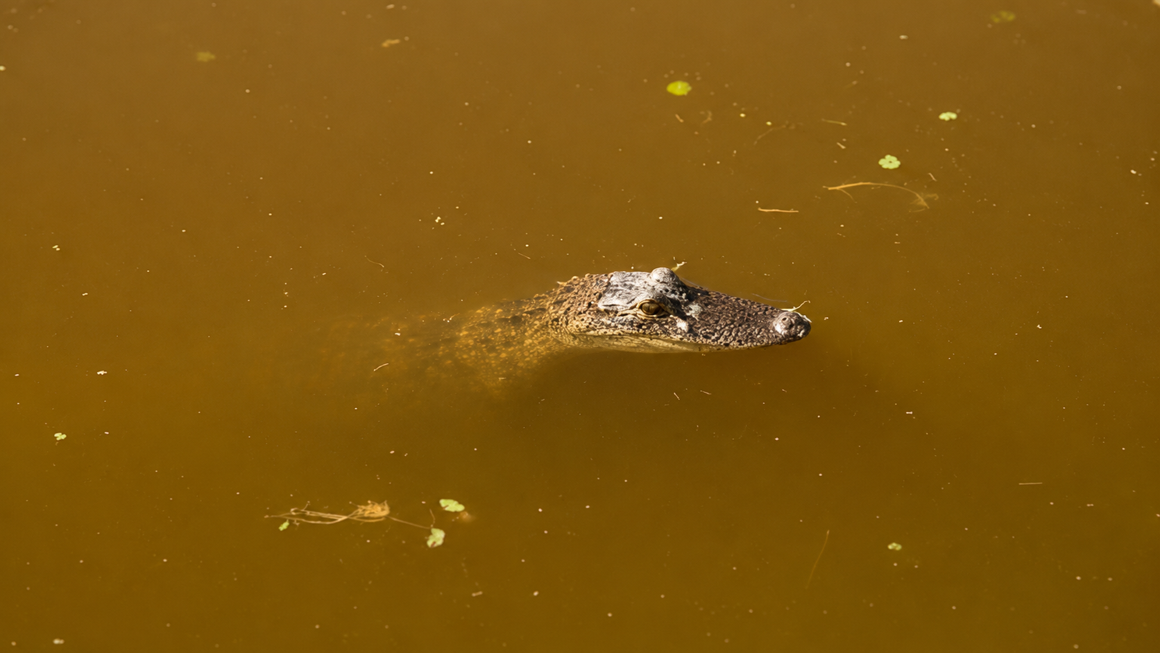 Alligator snout barely breaking the surface of murky water — the moment before it vanishes