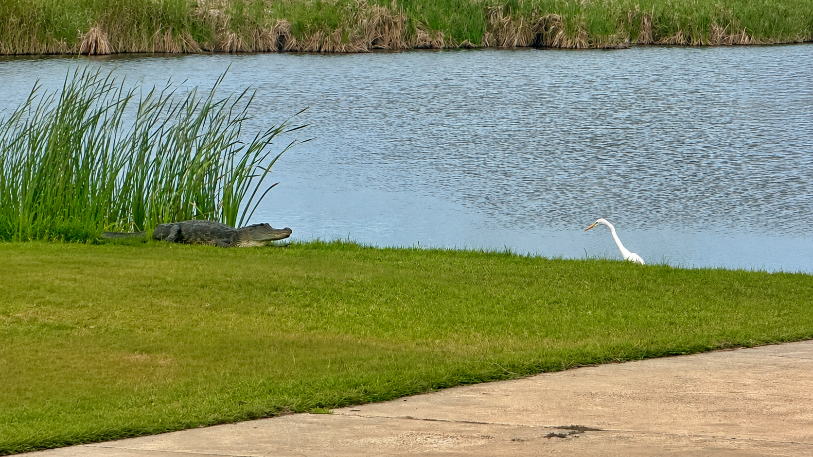 Alligator and egret sharing the bank of a Rockport pond — the wildlife the brochure leaves out