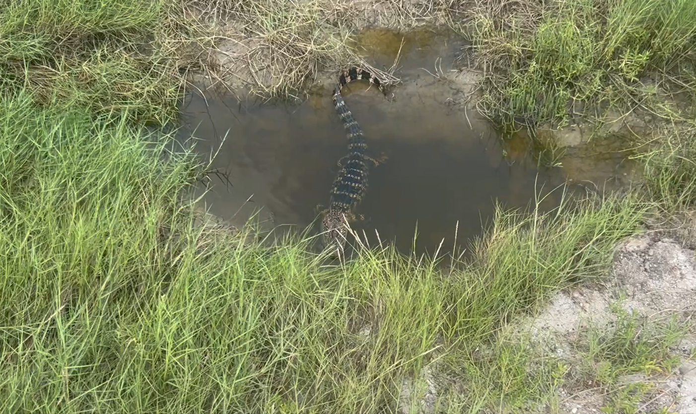 Baby alligator three feet from the trail in Rockport, Texas — spotted on a run today