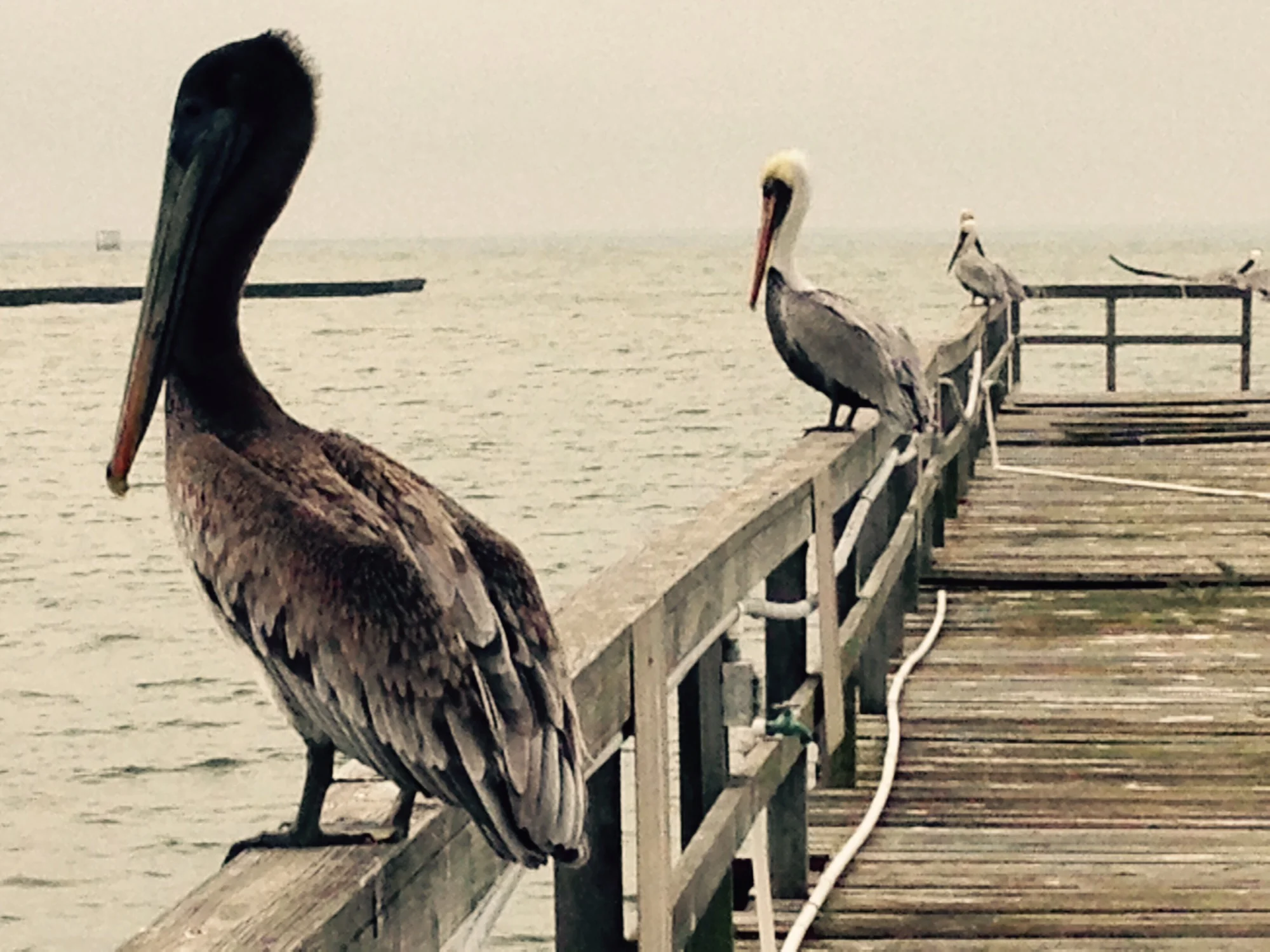 Three brown pelicans perched along a foggy pier railing on the Texas coast
