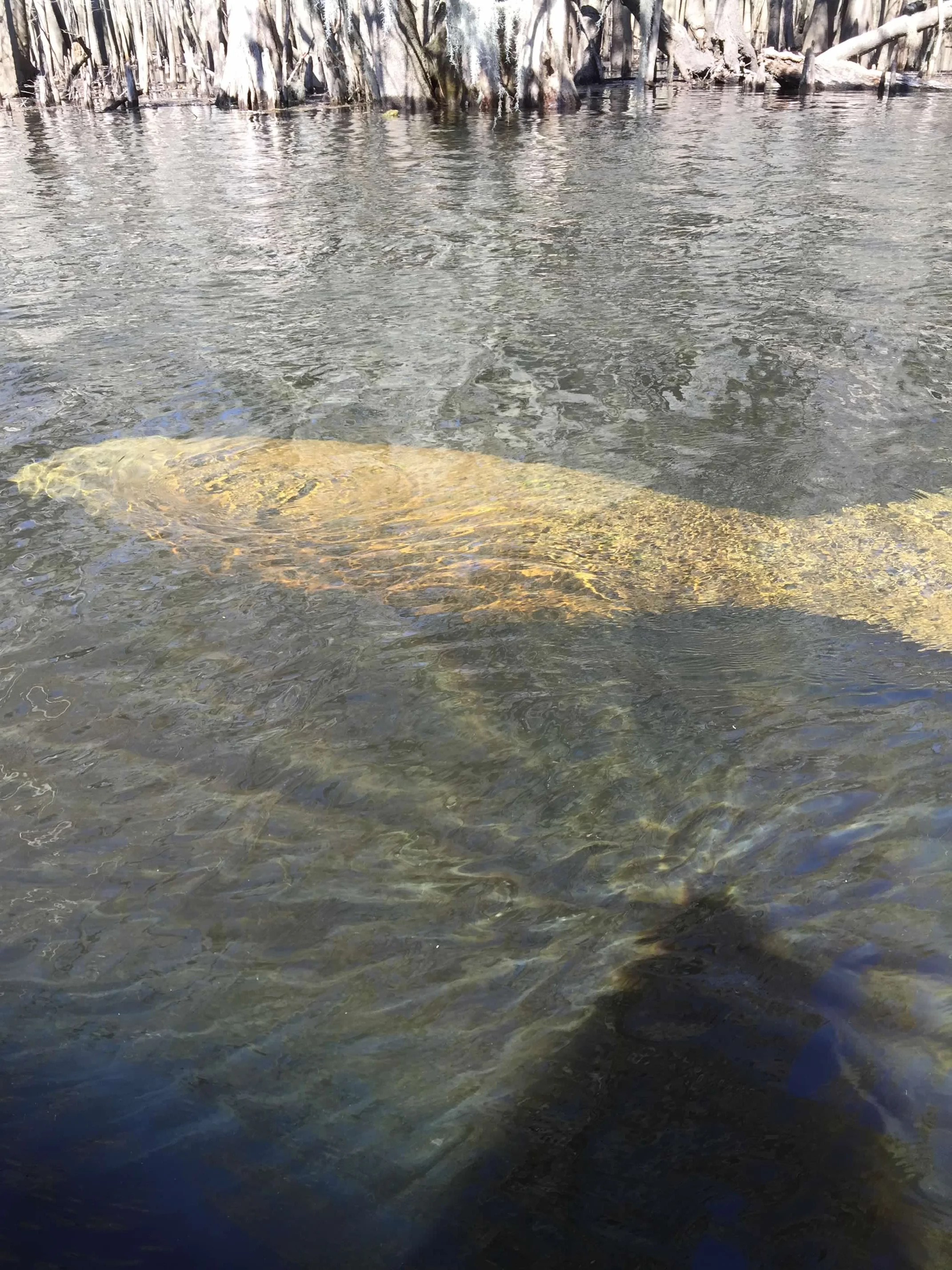 A manatee swimming just below the surface among cypress trees at Crystal River, Florida