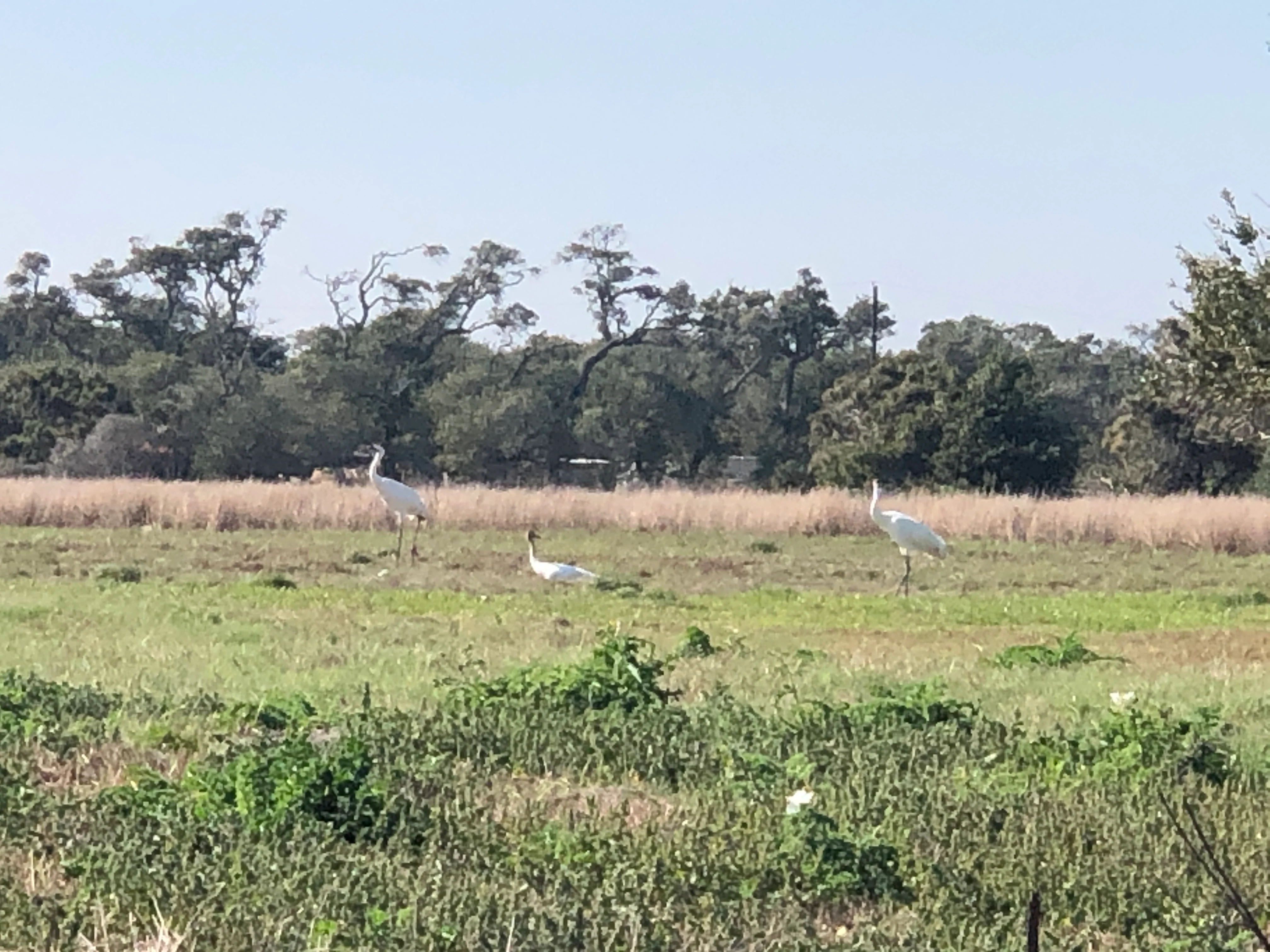 Whooping cranes standing in a coastal field along Lamar Beach Road, Rockport, Texas