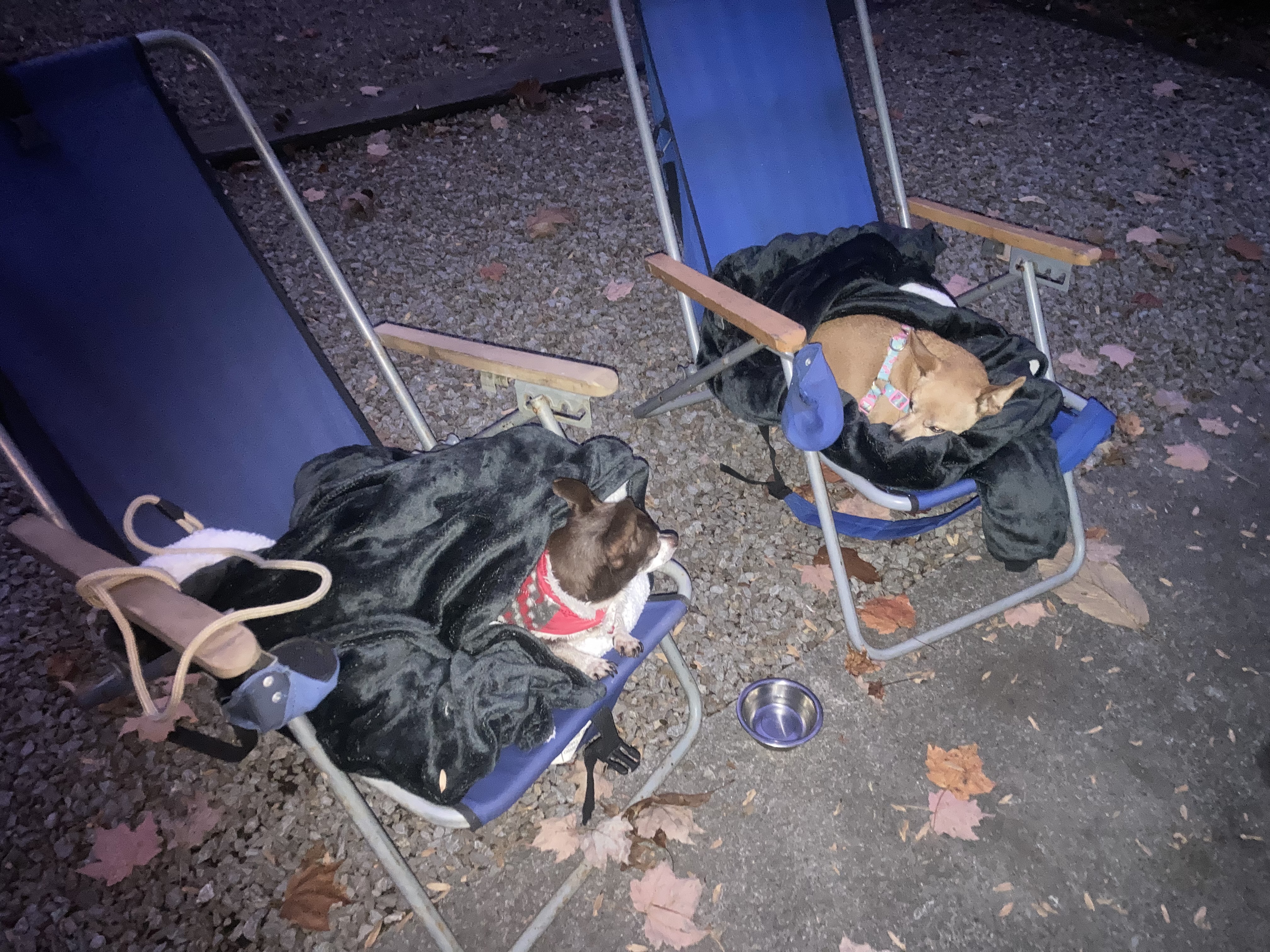 Van Life with Dogs: The Parking Reality Nobody Warns You About