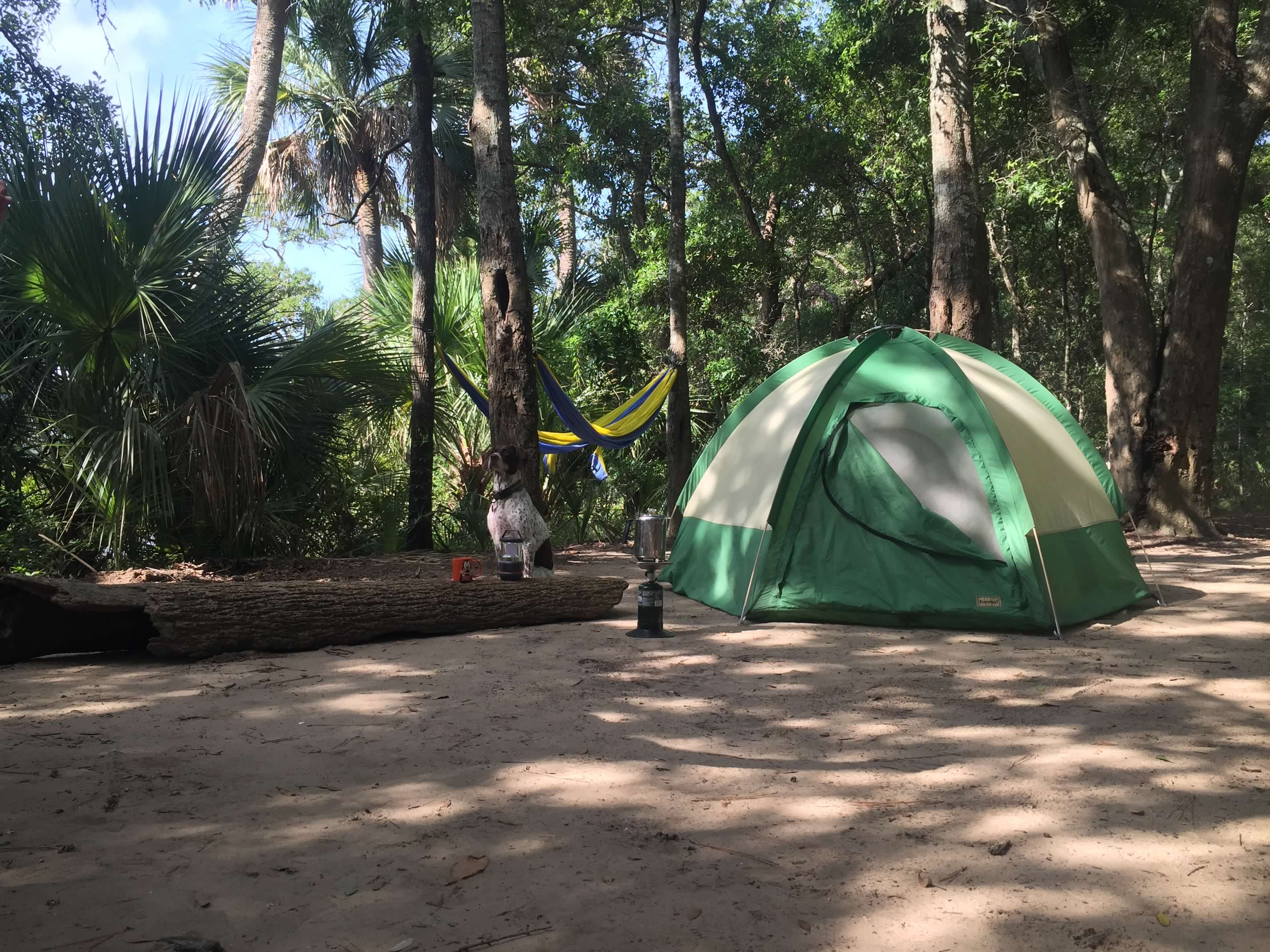 Campsite at Edisto Beach State Park with tent, hammock, and Lacy the trail dog