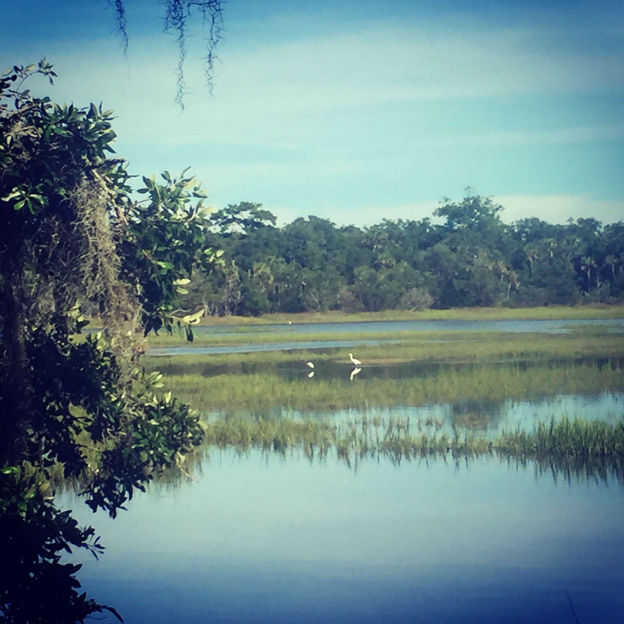 Salt marsh at Edisto Beach State Park, South Carolina