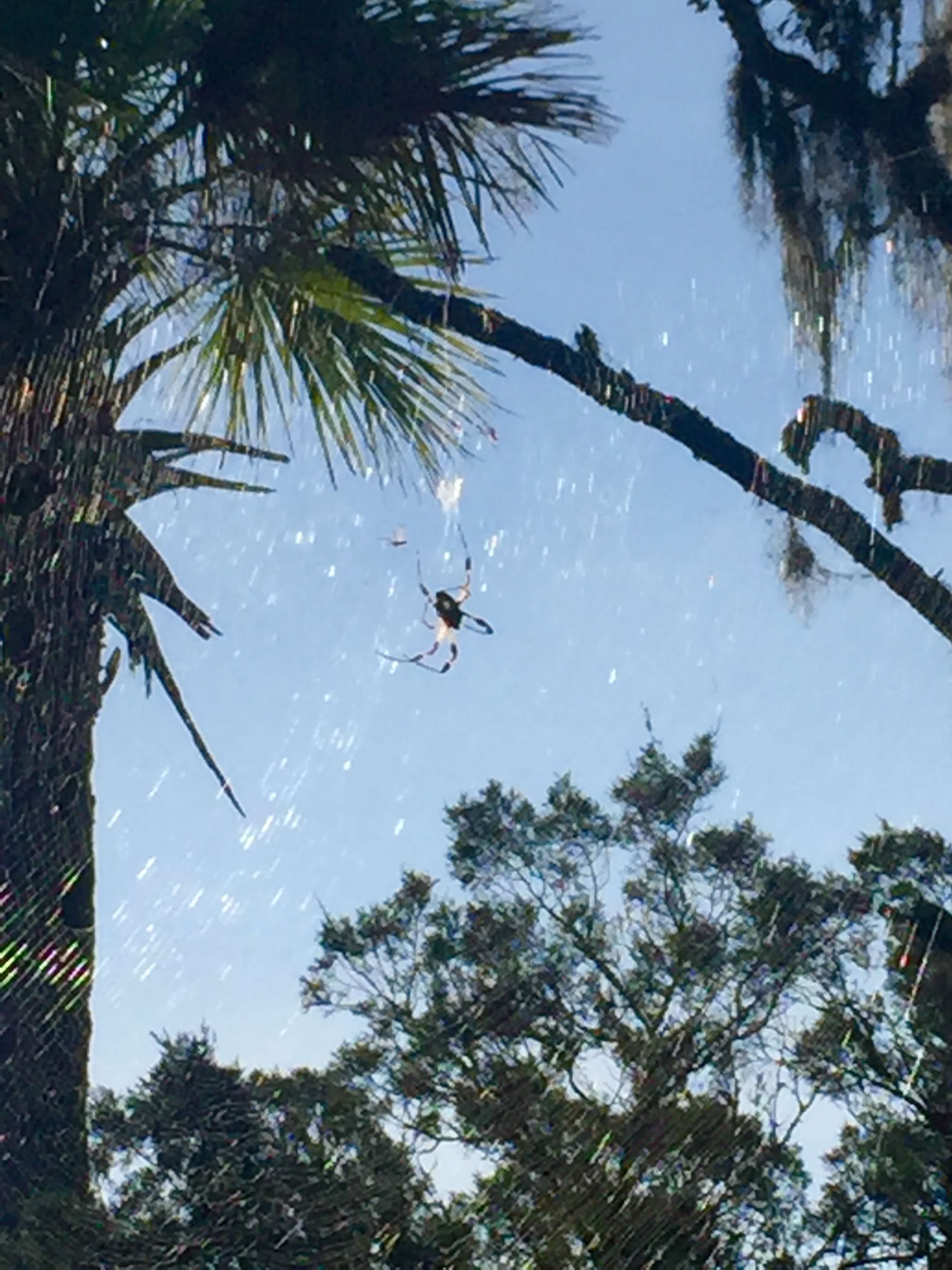 Golden silk orb-weaver spider in the palmetto trees at Edisto Beach