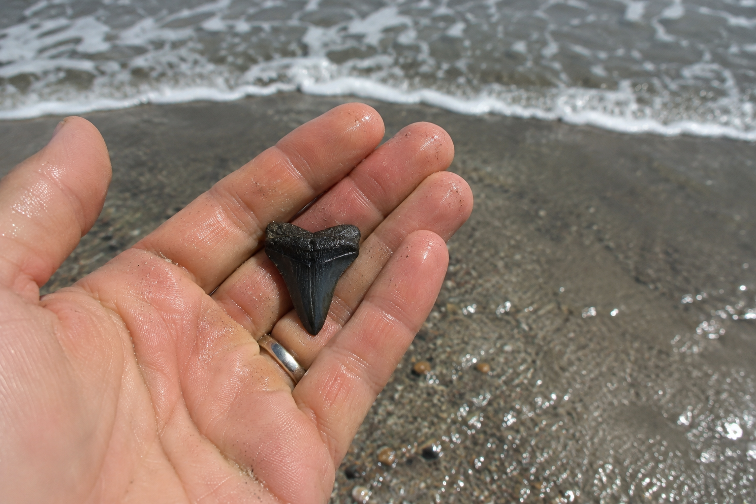 Megalodon tooth found at Edisto Beach held in hand — black, triangular, serrated