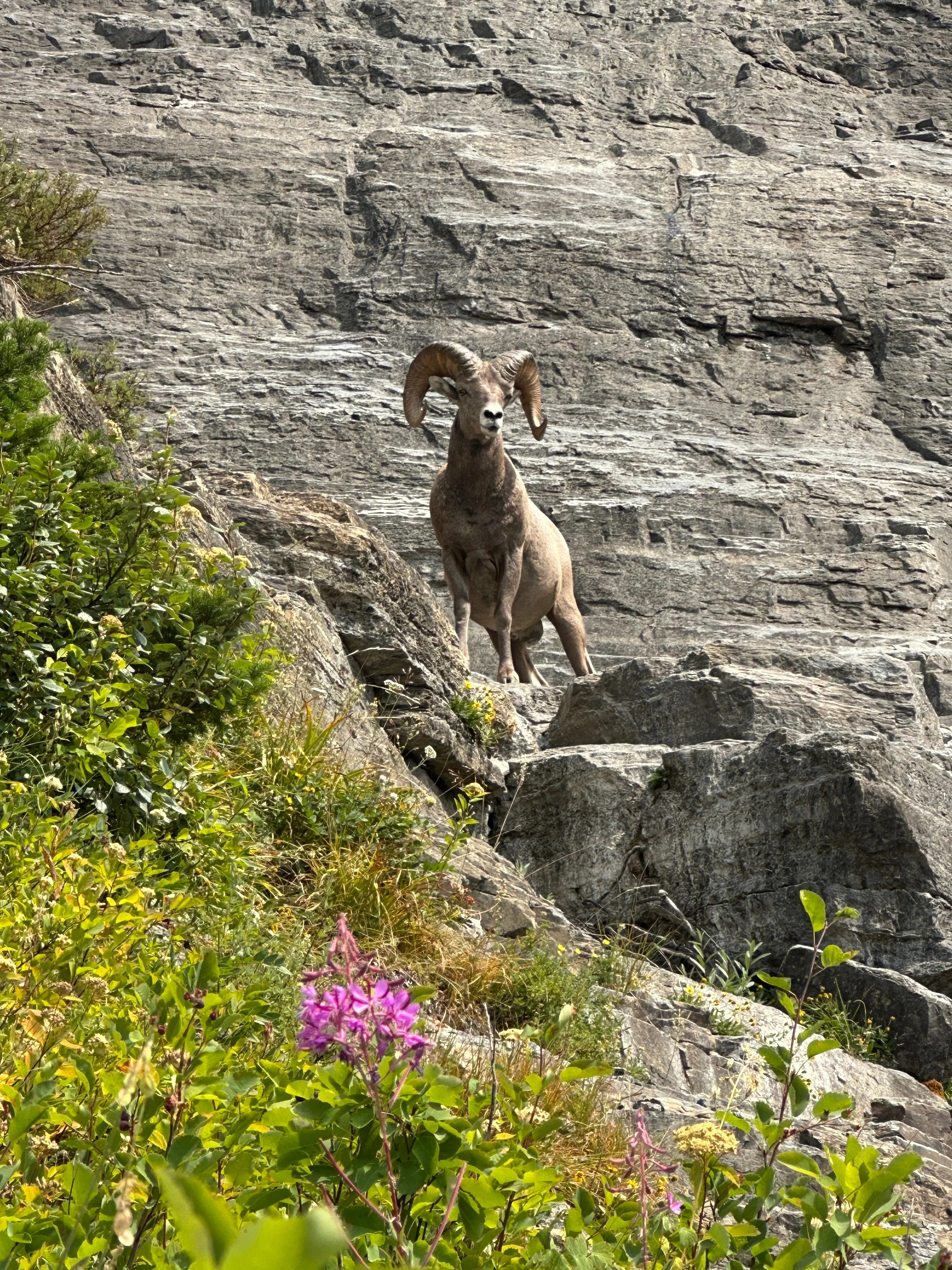 Bighorn sheep ram standing on a rock ledge in Glacier National Park