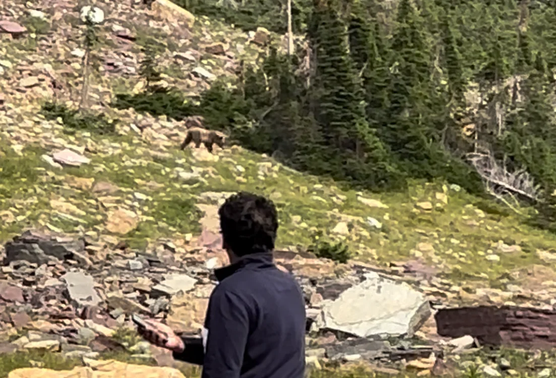 Grizzly bear on the hillside above the Highline Trail in Glacier National Park, viewed from a safe distance