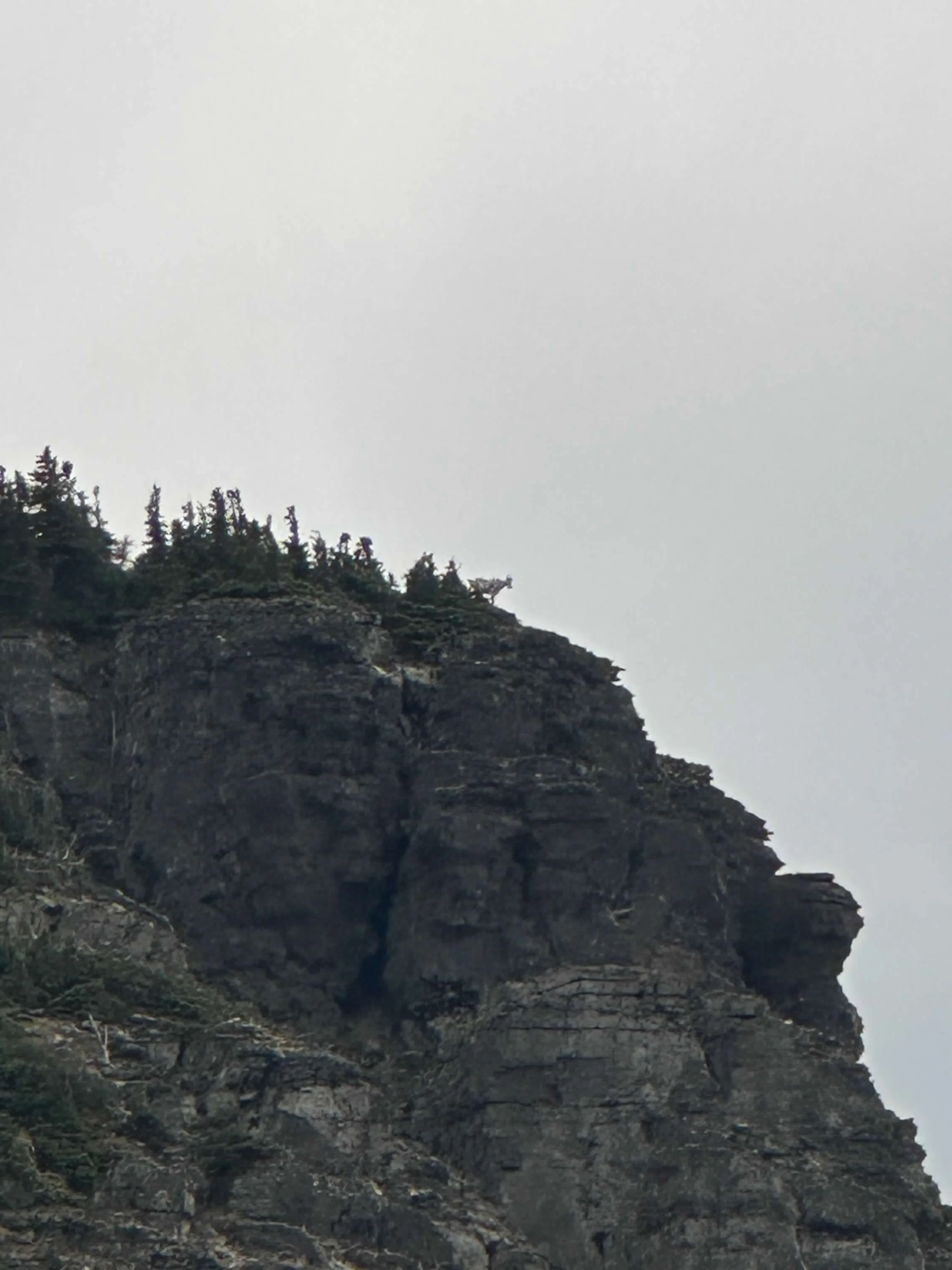 Distant mountain goat silhouetted on a cliff edge high above a trail in Glacier National Park