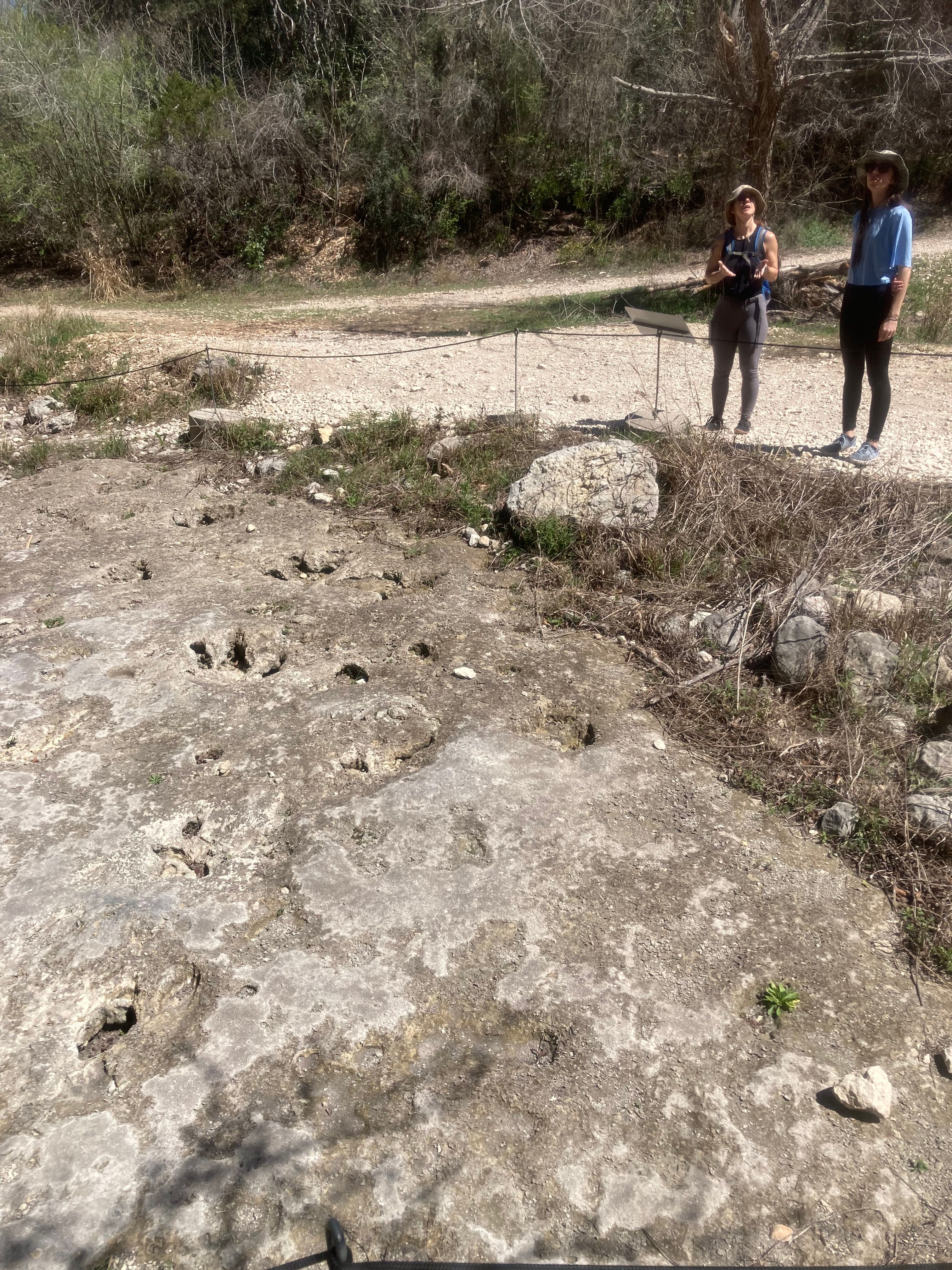 Real dinosaur footprints at Government Canyon State Natural Area Texas