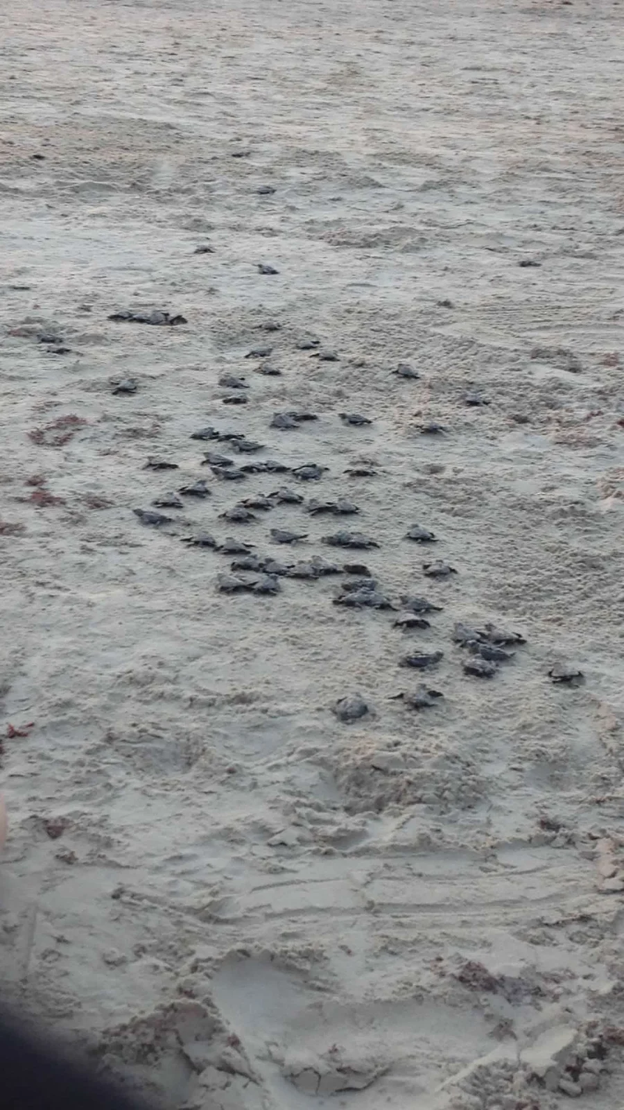 Dozens of Kemp's Ridley sea turtle hatchlings crawling across the sand toward the Gulf at sunrise