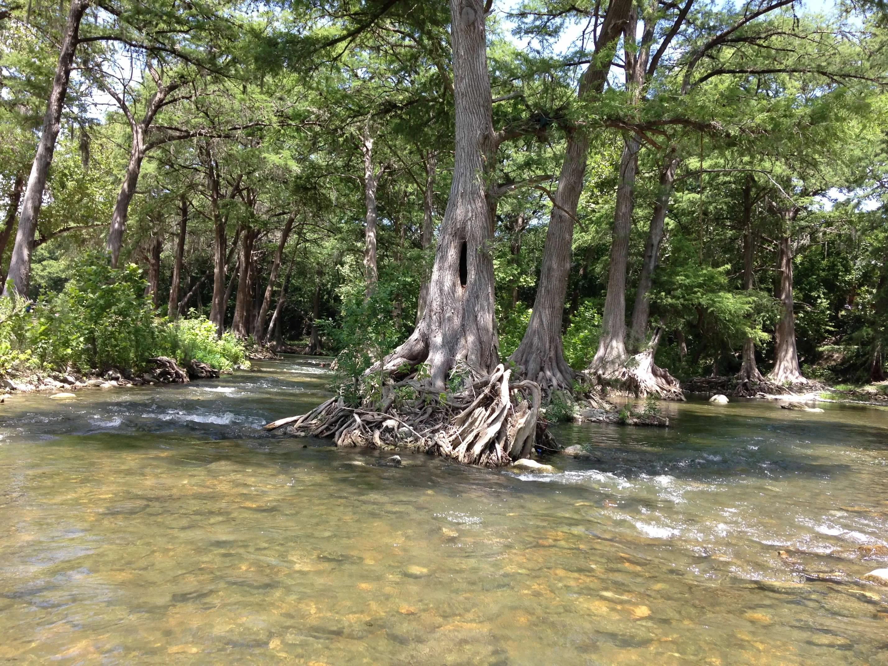 Crystal clear water of the Guadalupe River lined with cypress trees near Gruene, Texas