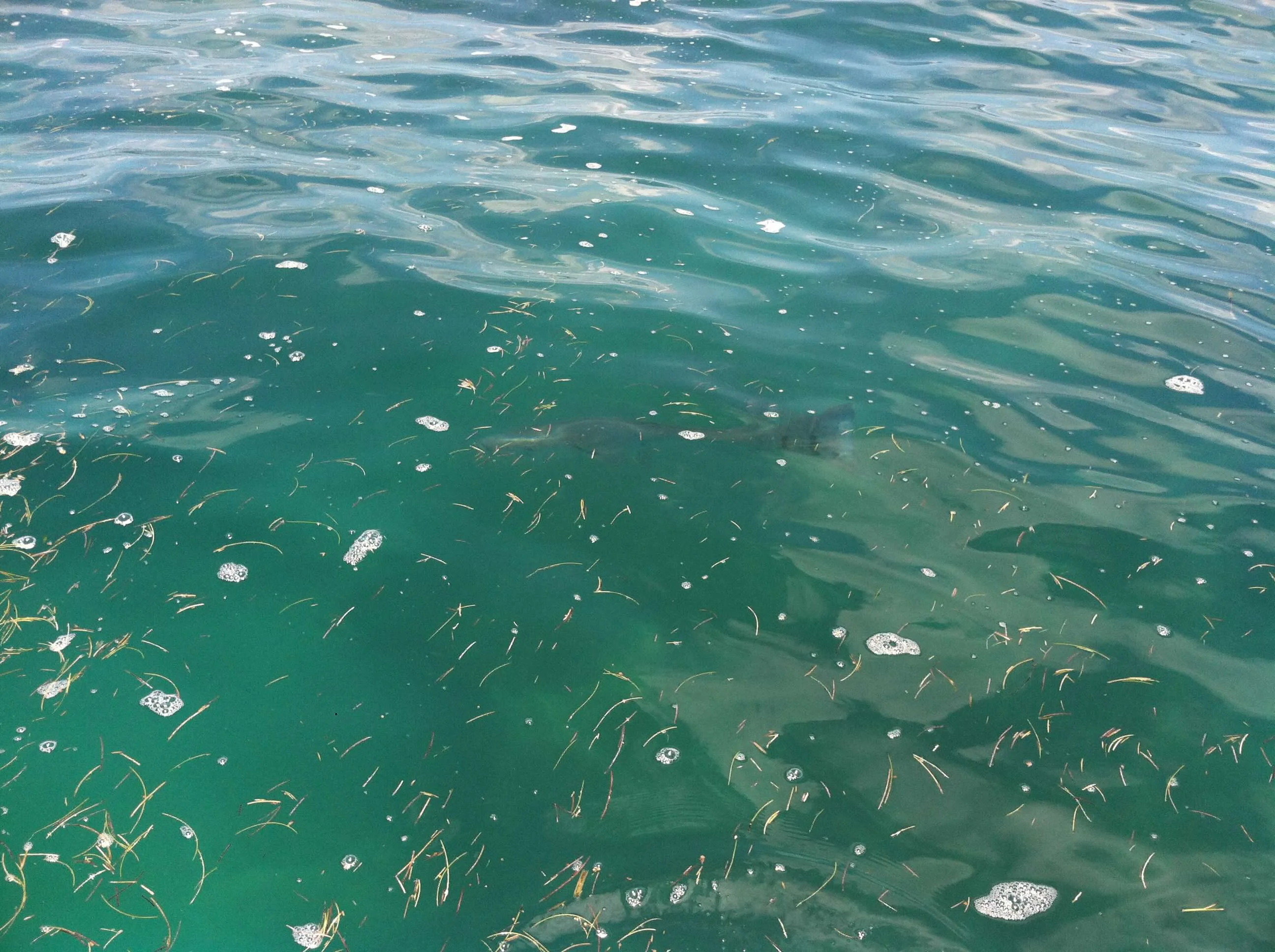 A shark's fin and back visible just below the surface near the boat off Key West