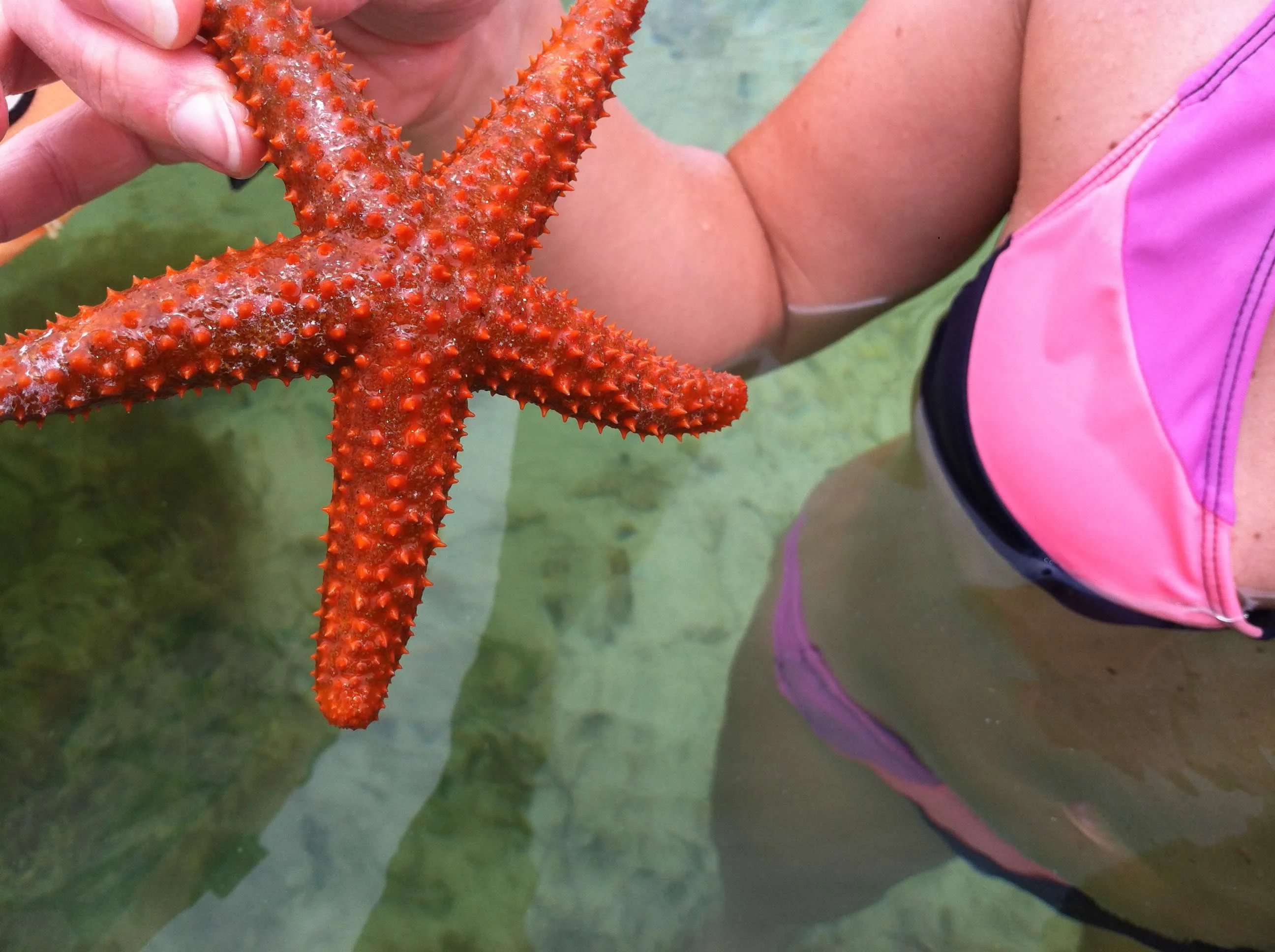 Holding a starfish found on the reef near Key West