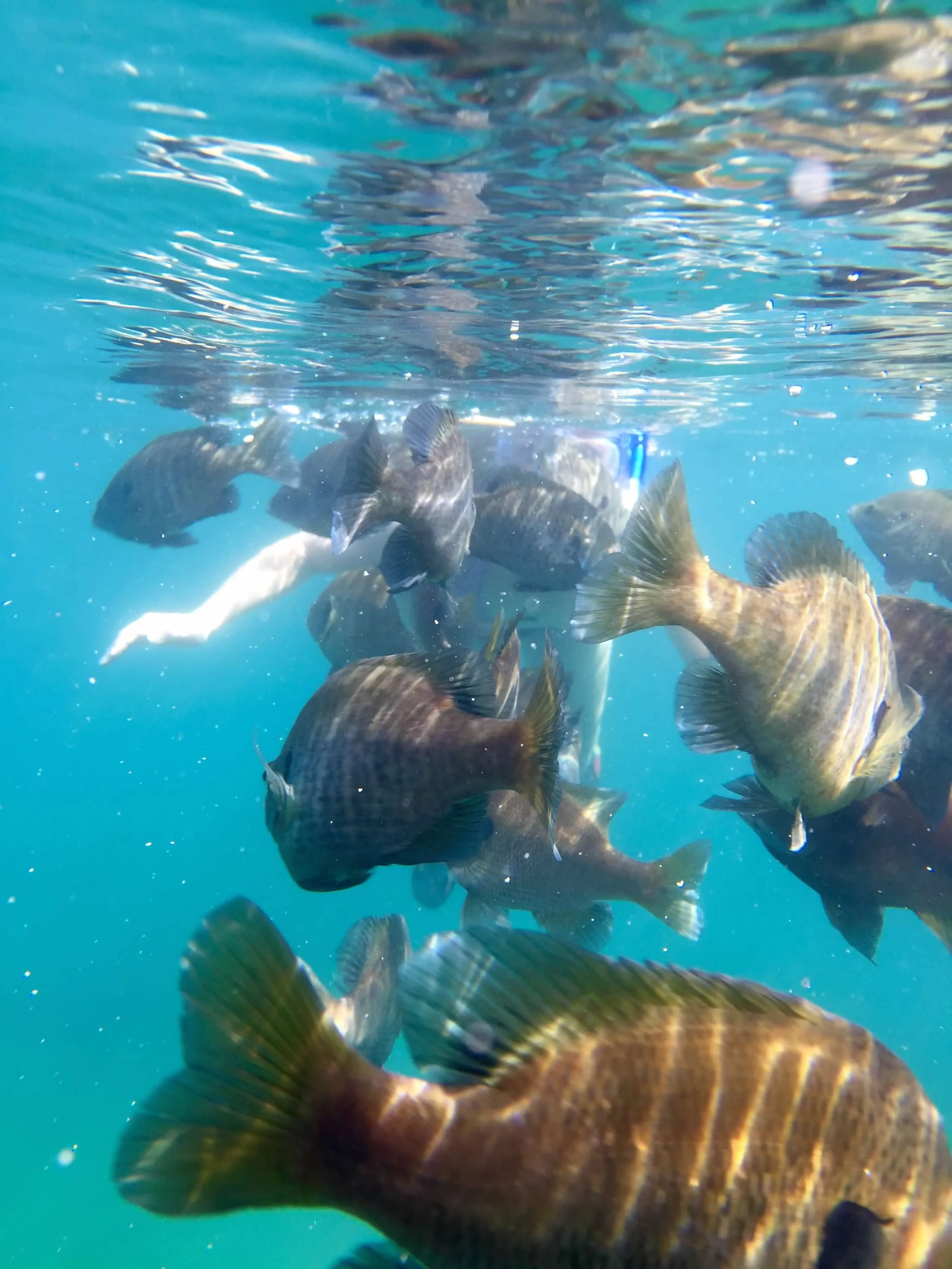 A snorkeler surrounded by fish underwater at Lake Phoenix, Virginia