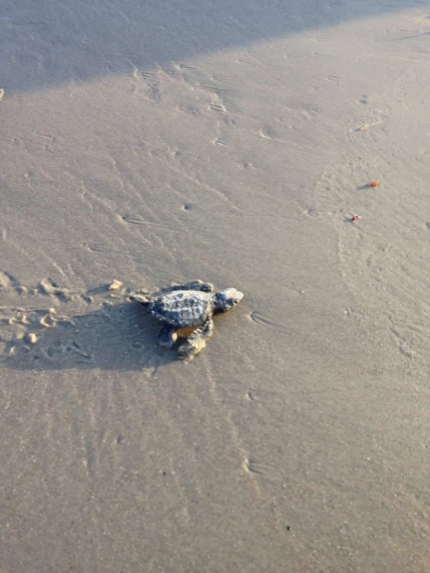 Sea turtle hatchling making its way across the Gulf beach — every flipper working, headed for the water