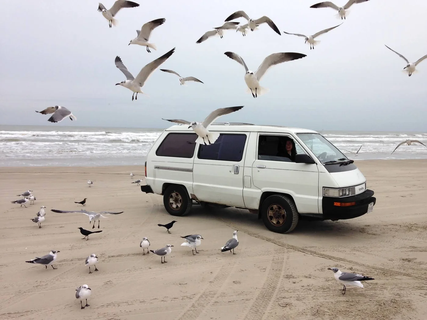 The van where it belonged — on the beach at Padre Island, surrounded by seagulls, completely unbothered