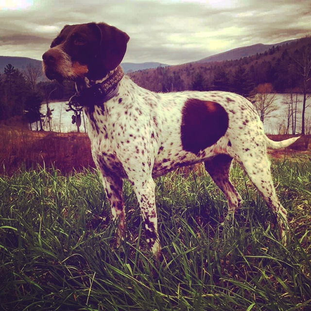Lacy — a field dog built to run