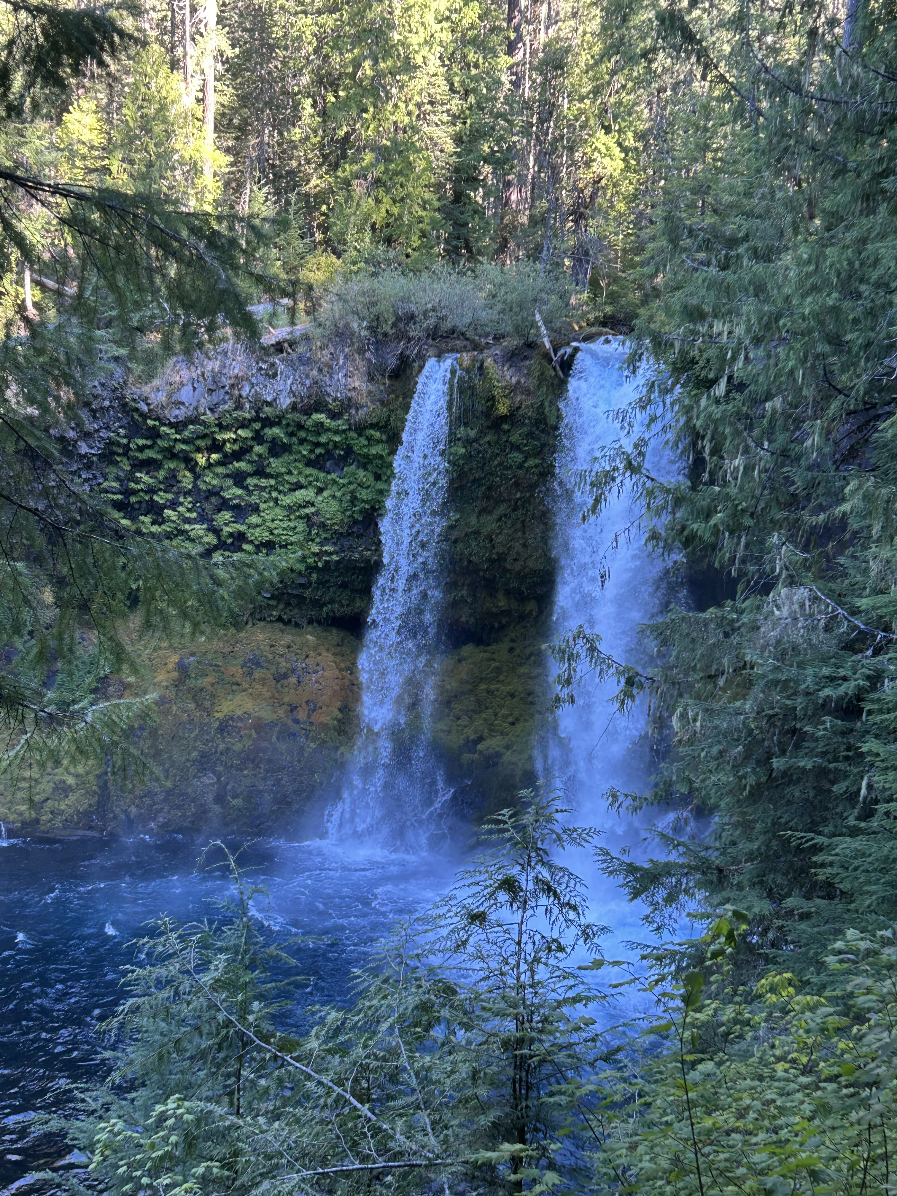 Along the McKenzie River corridor — some sections show the fire recovery with standing dead and new growth below it