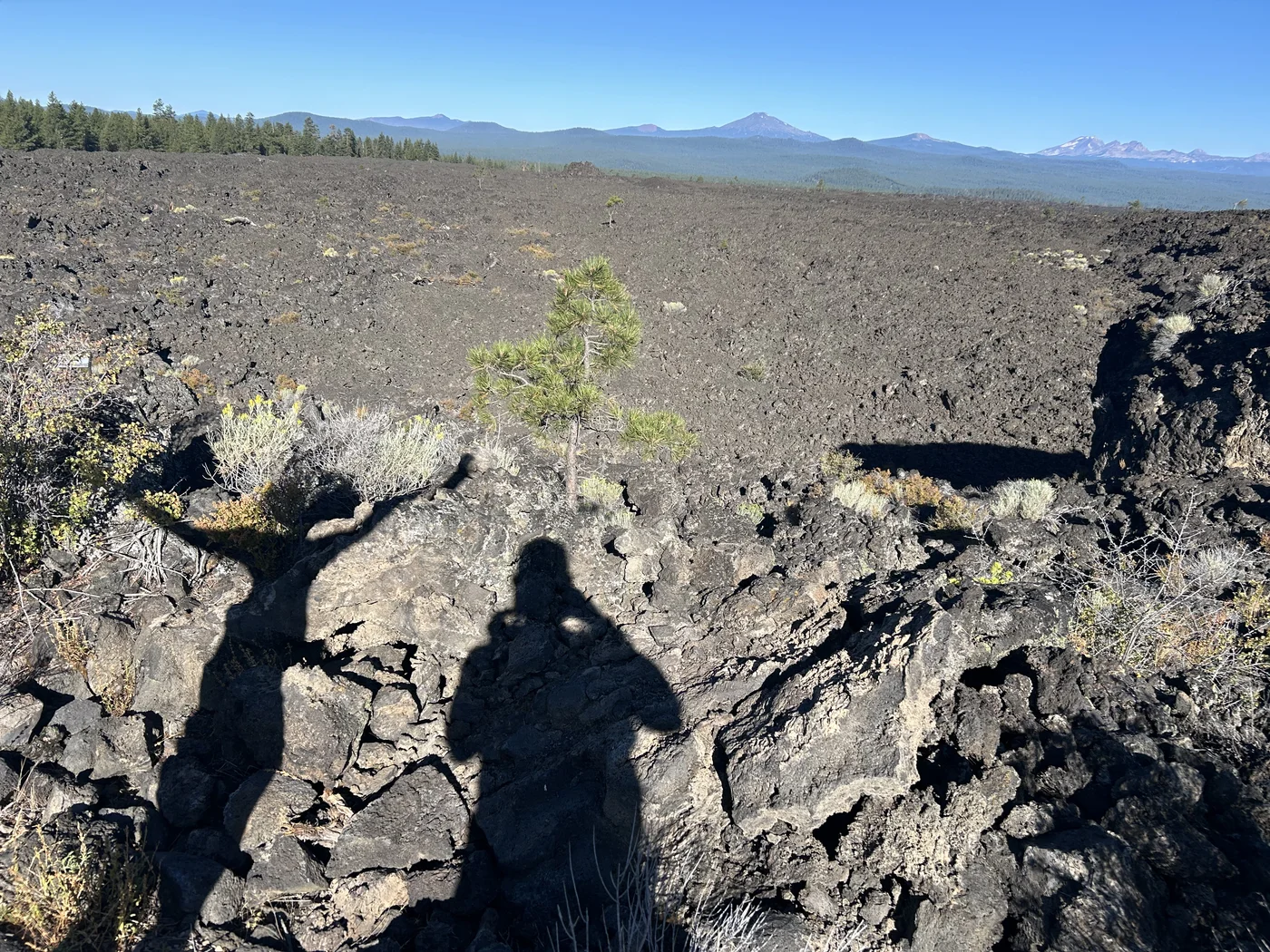 Trail running through Newberry volcanic terrain — shaded ponderosa forest alternating with open lava rock sections