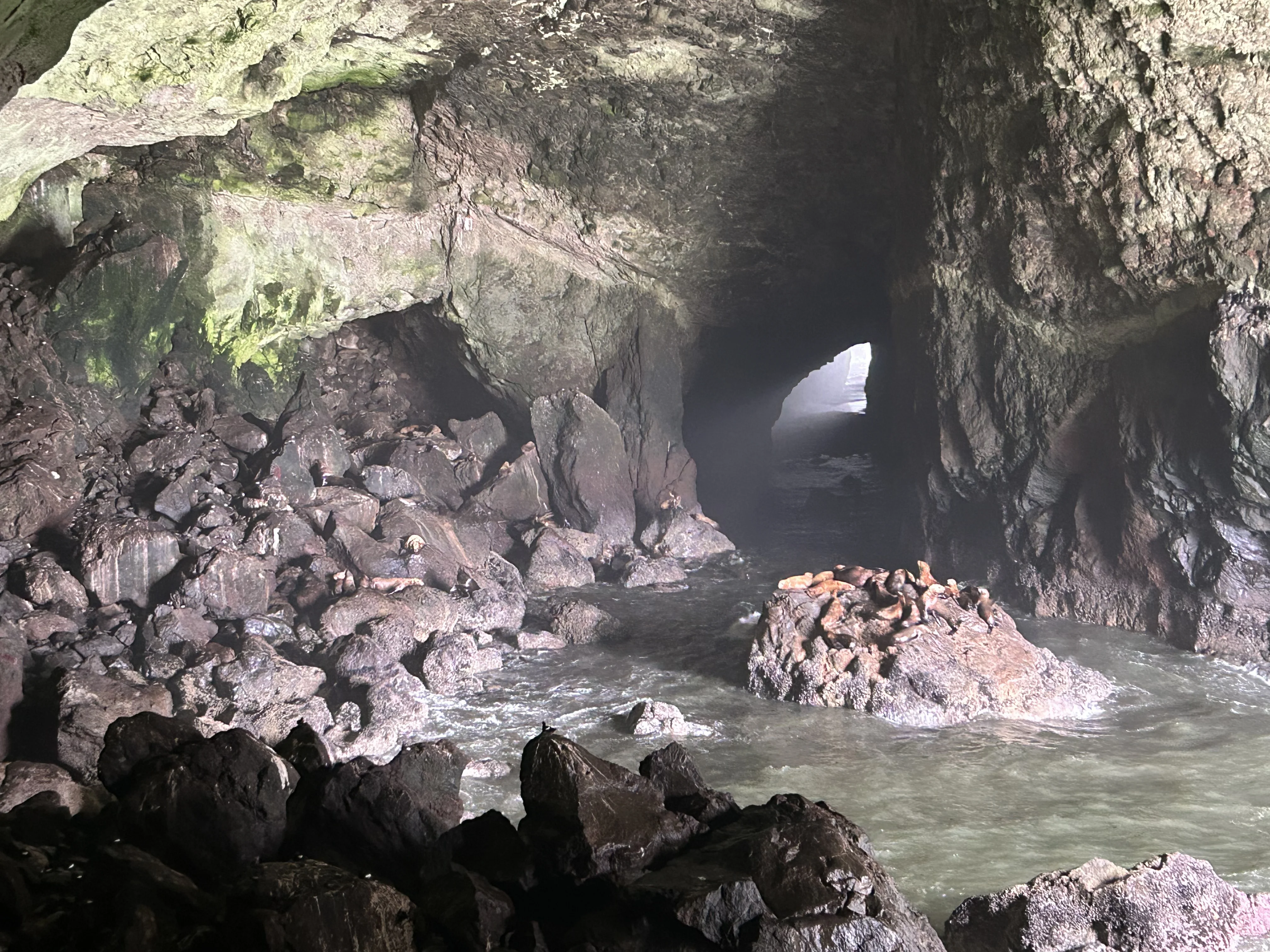 Steller sea lions hauled out on the rocks above the cave entrance — the biggest ones outweigh Tortuga by quite a bit
