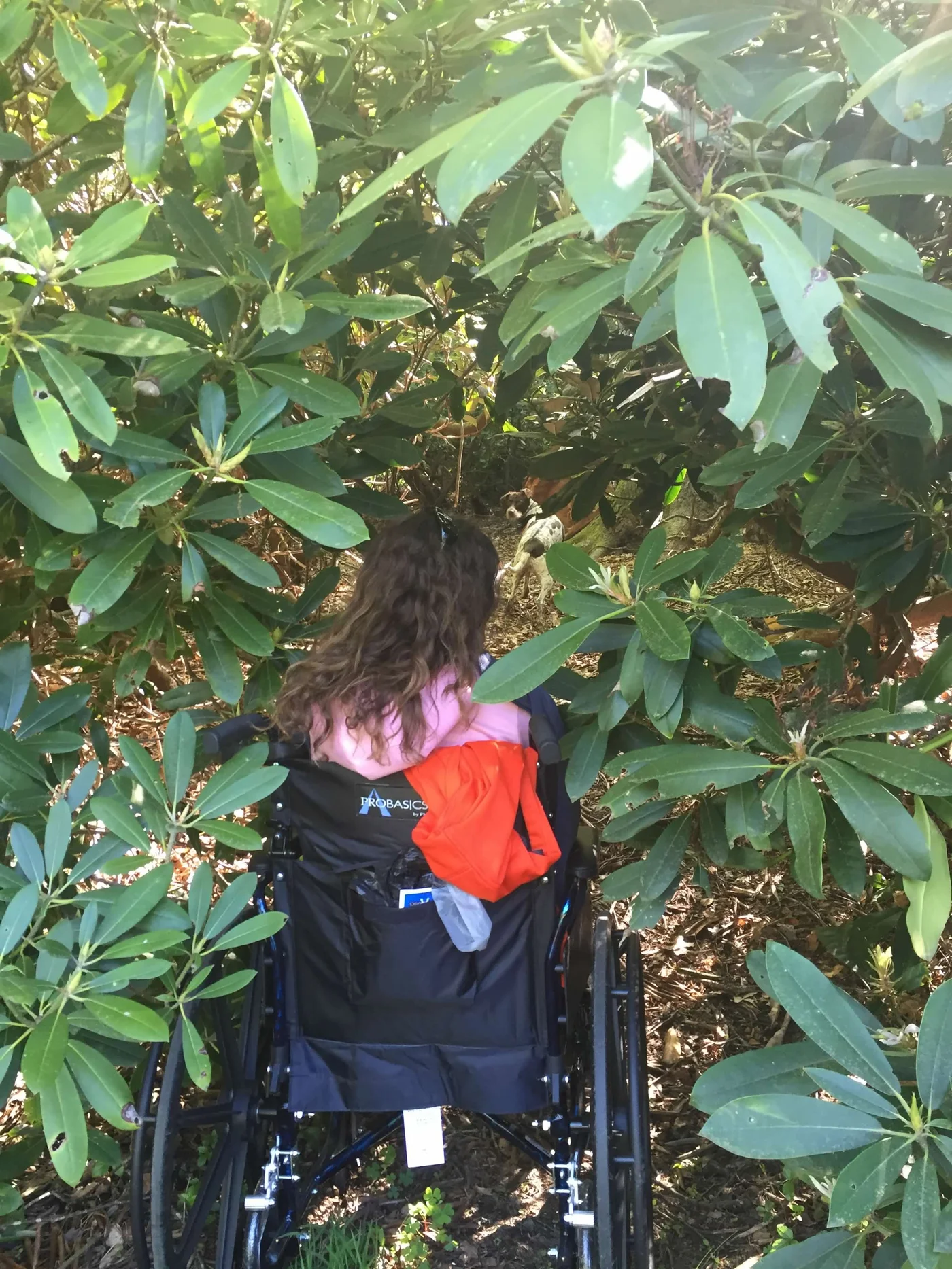 Polly stuck in a rhododendron — there is no time to feel sorry for yourself in this house