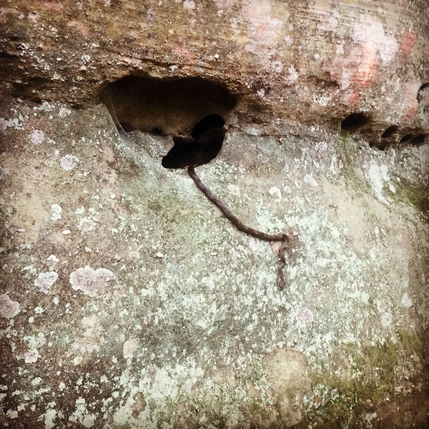 The snake wall — from the outside it looks like any other sandstone. The surprises are inside the cracks.