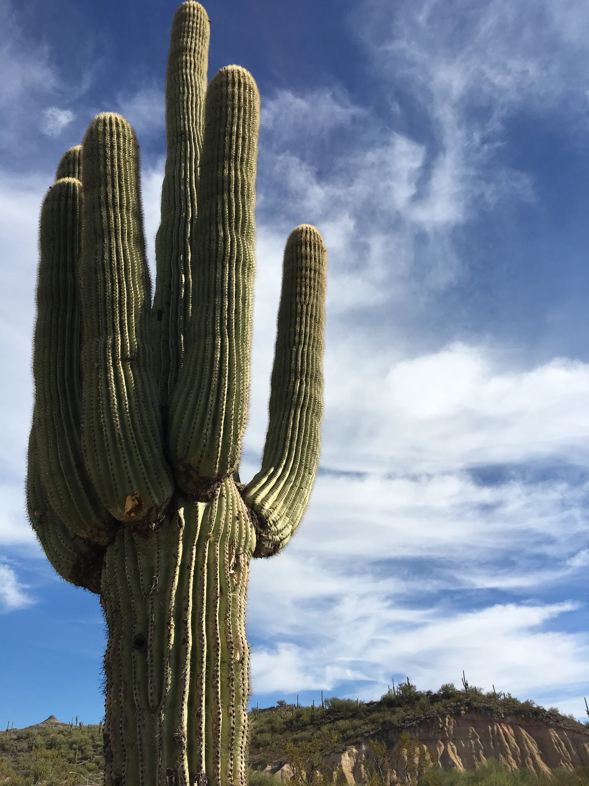 A large saguaro cactus in Arizona