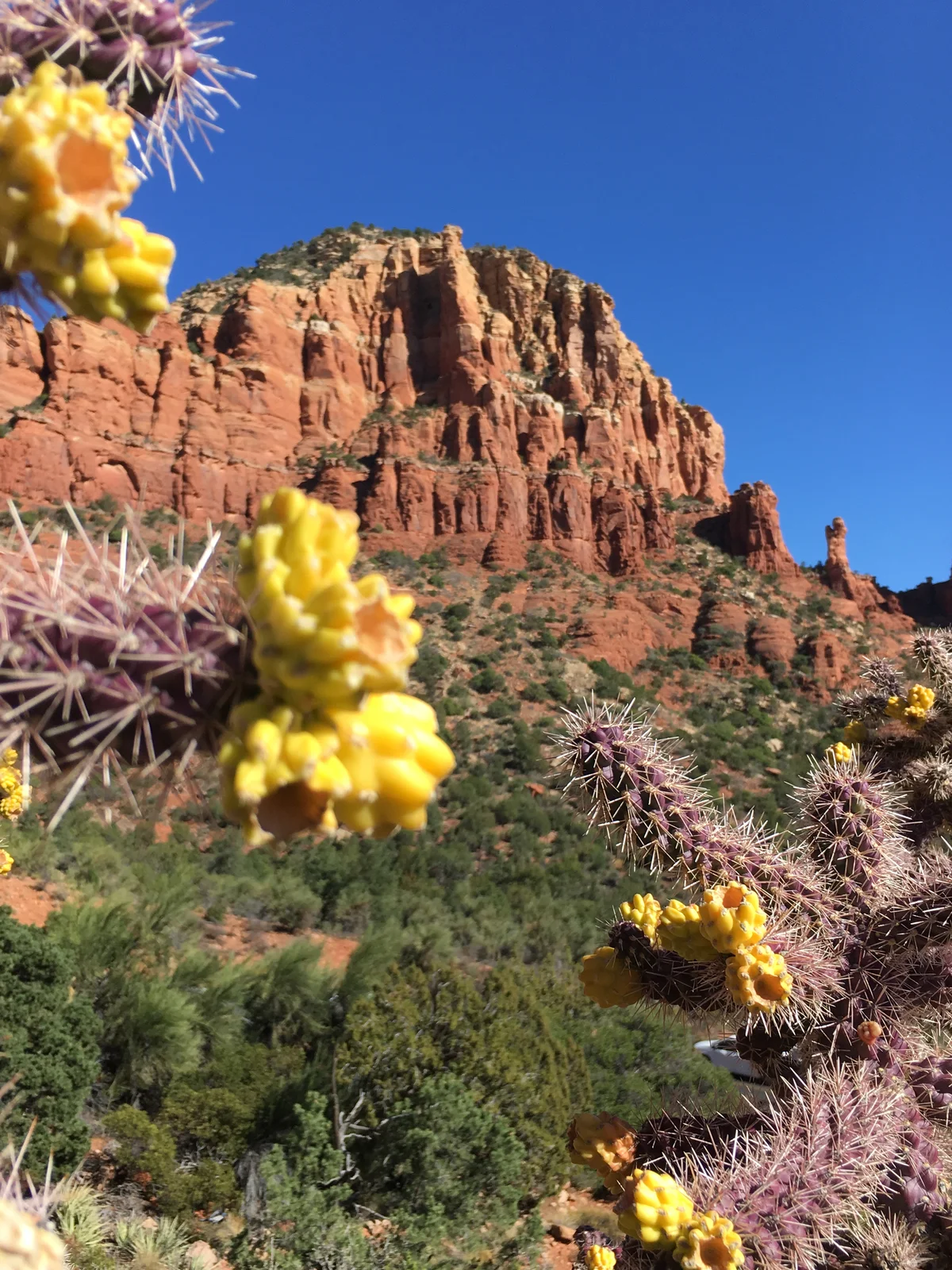 Desert wildflowers blooming near Sedona, Arizona