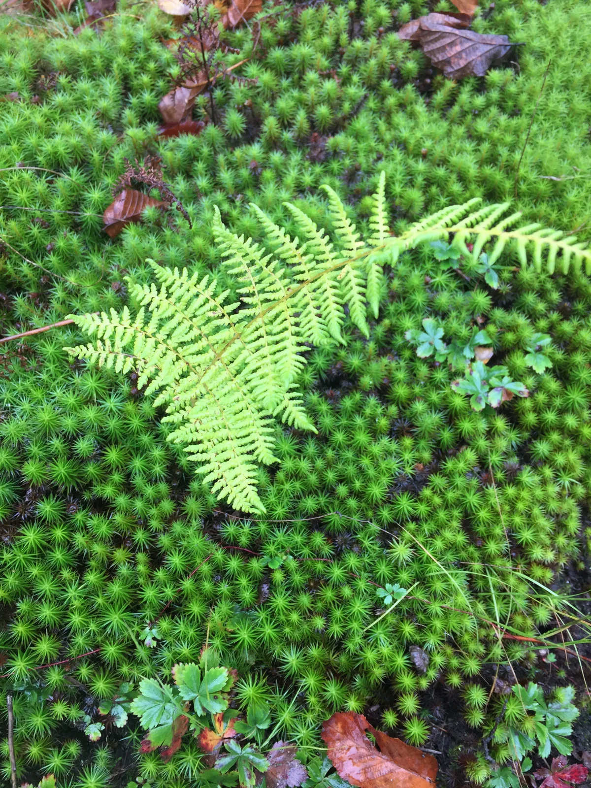 A dense fern forest floor in the Blue Ridge mountains, Virginia