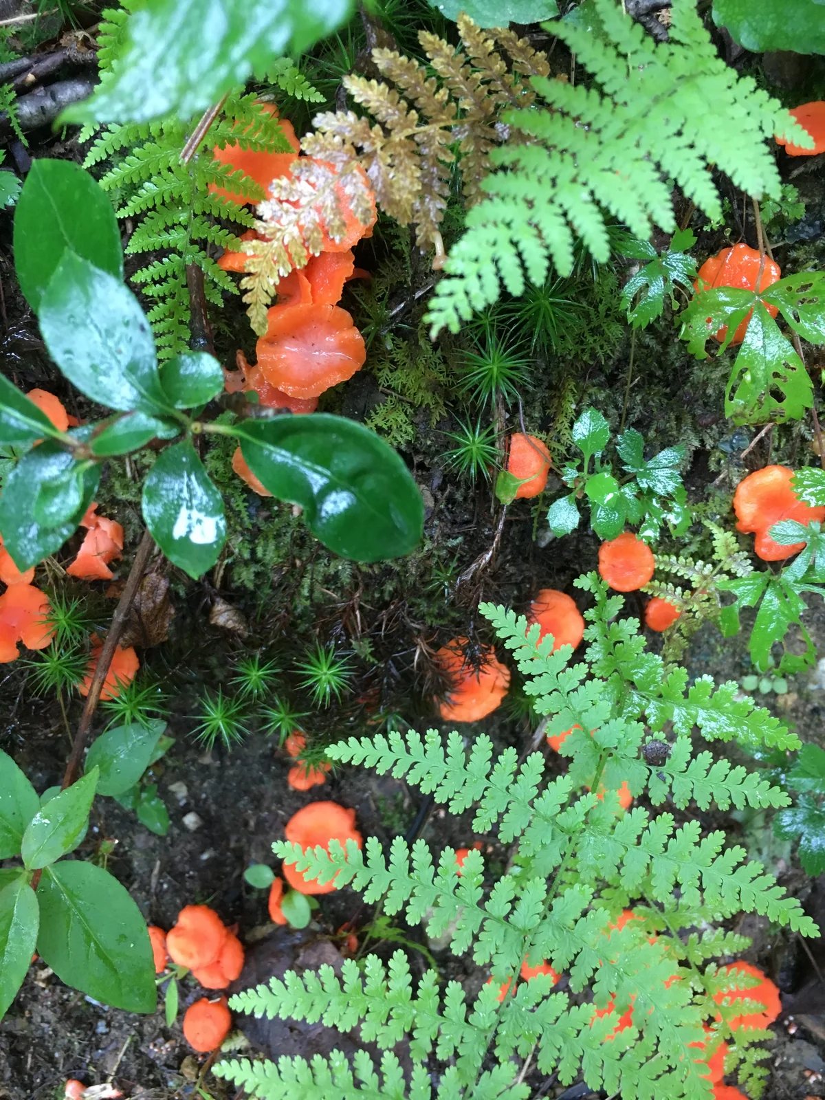 Ferns growing beside bright orange fungus on a fallen log, Virginia