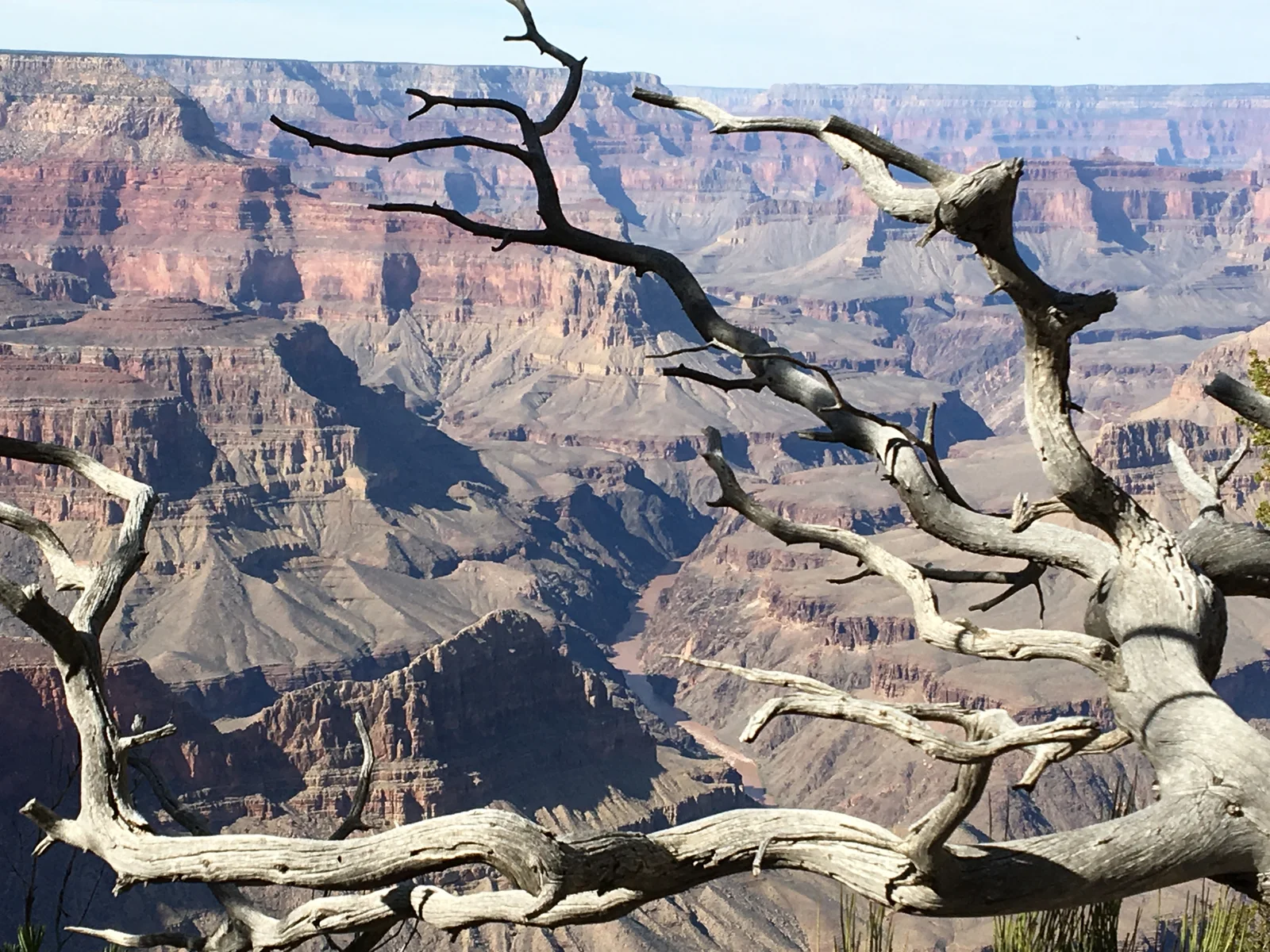 An old weathered tree clinging to the edge of the Grand Canyon rim