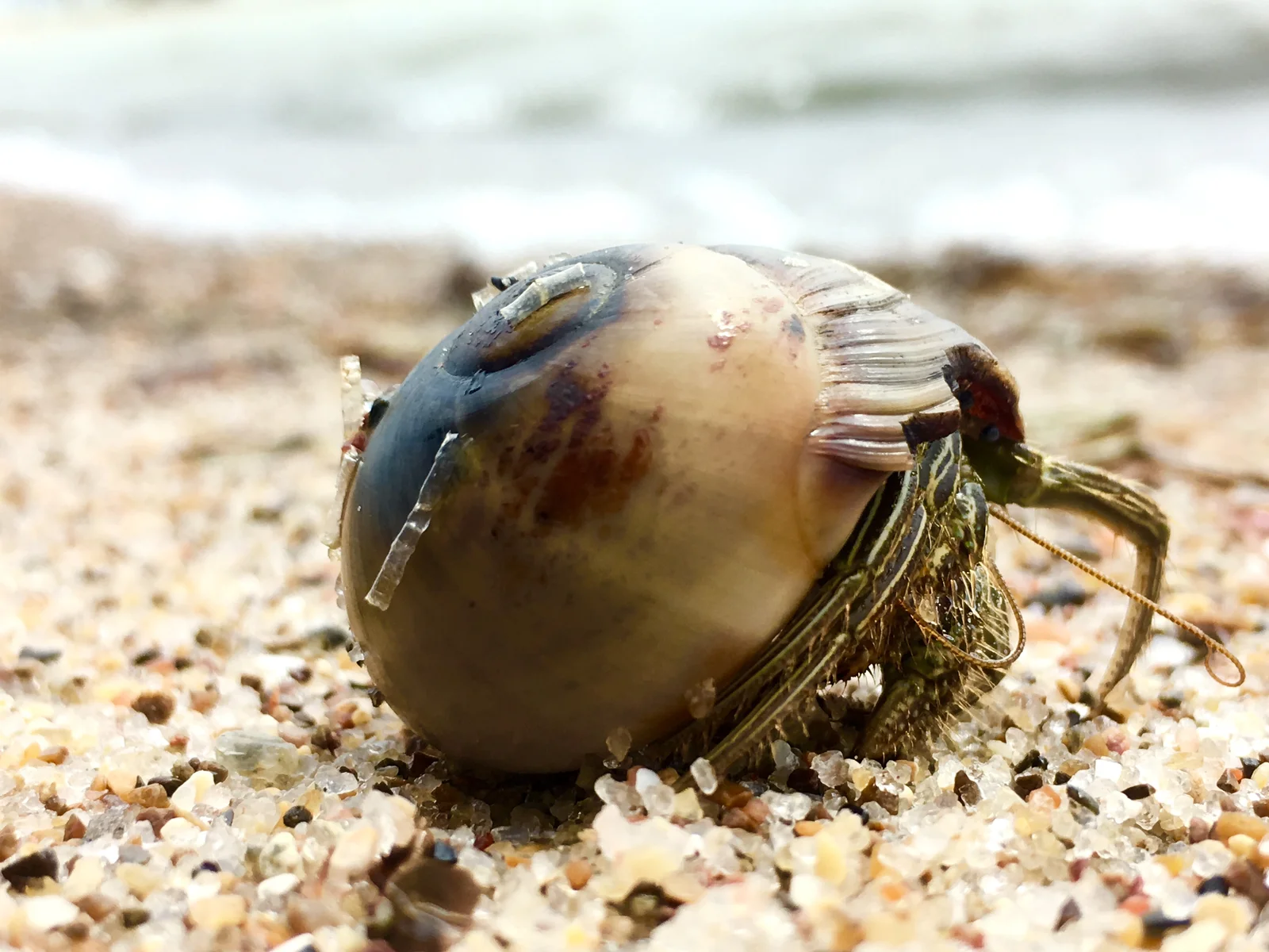 A hermit crab on the Texas coast