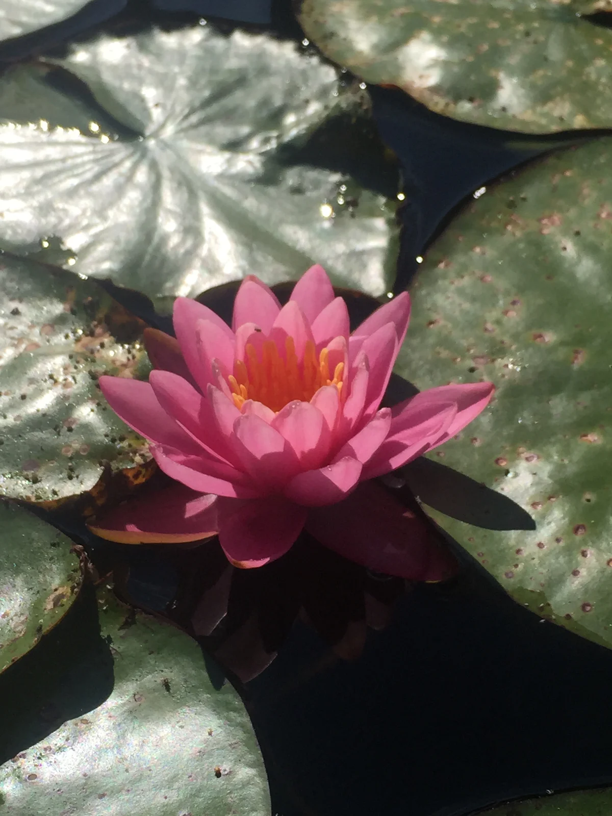 A single lily in a still pond near the New River Gorge, West Virginia