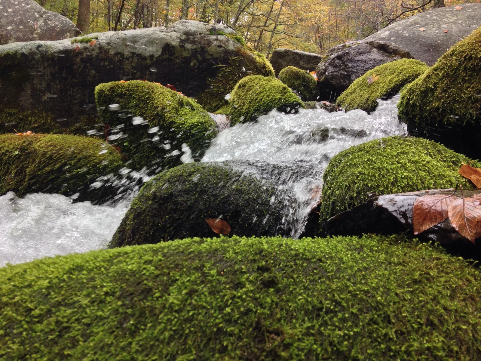 A creek flowing over moss-covered rocks