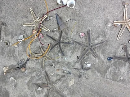 A starfish on the beach