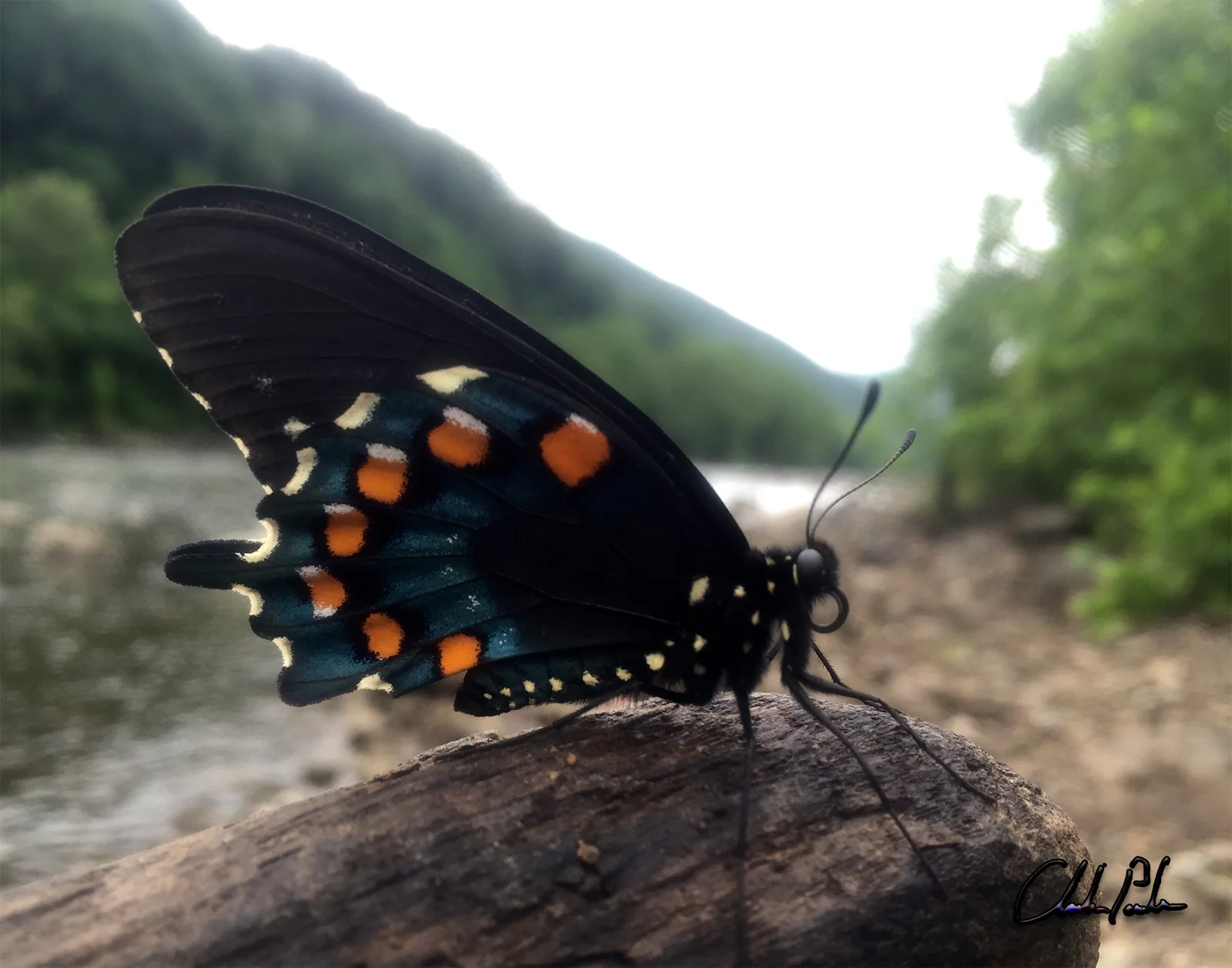 A black swallowtail butterfly resting on a log beside a river