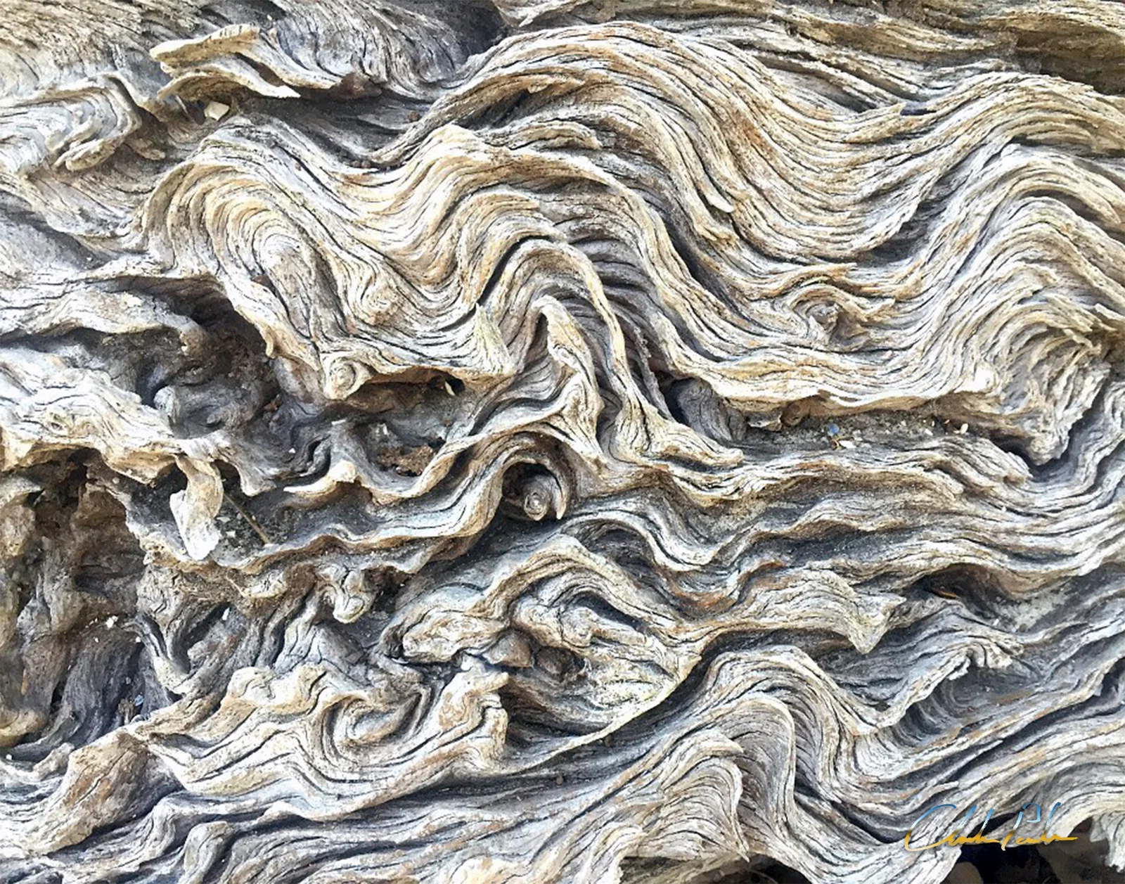 Weathered driftwood grain, close-up, showing intricate flowing wood patterns